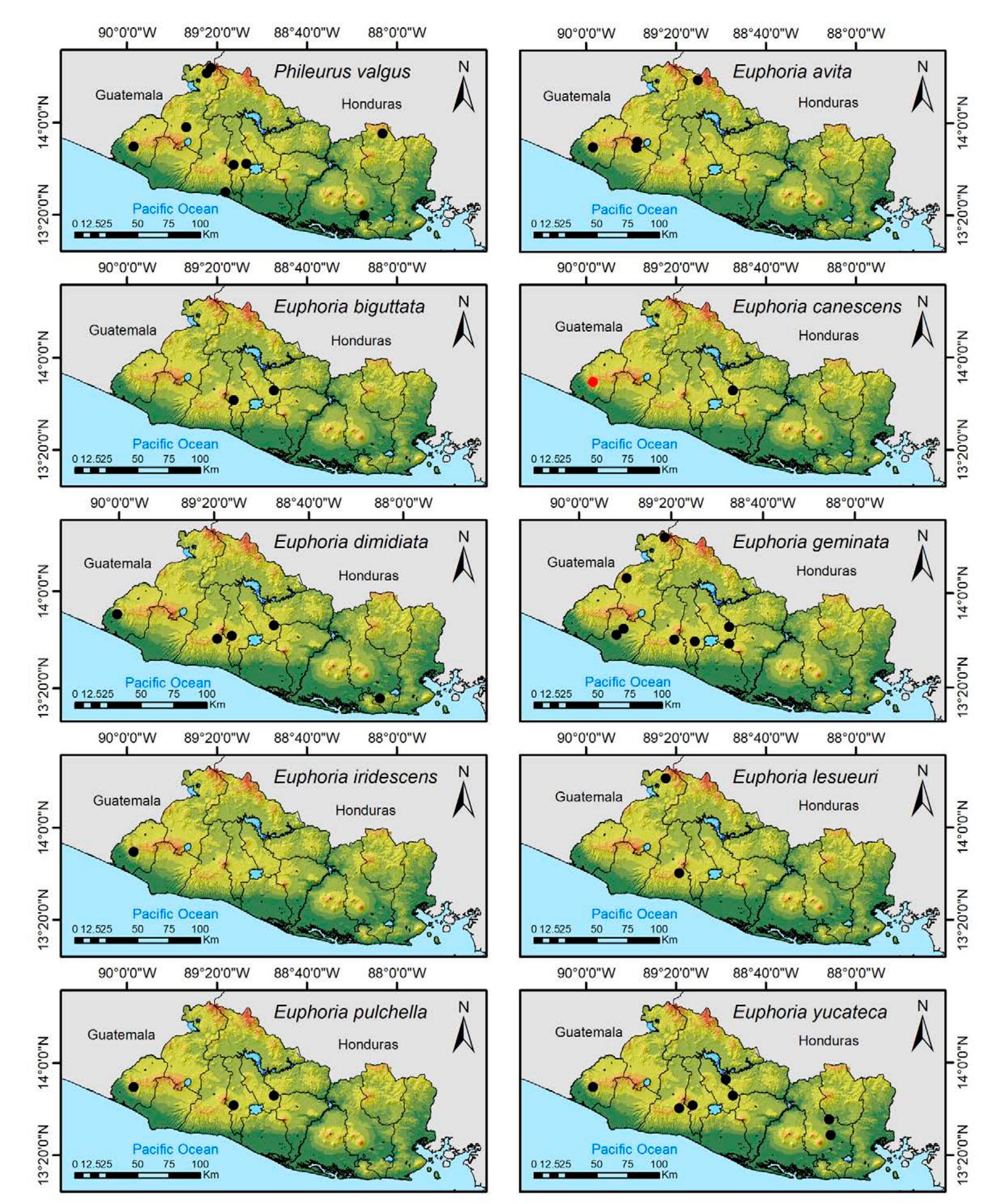 Figure 27. Distribution maps for Phileurus valgus, Euphoria avita, E. biguttata, E. canescens, E. dimidiata, E. geminata, E. iridescens E. lesueuri, E. pulchella, and E. yucateca in El Salvador. 