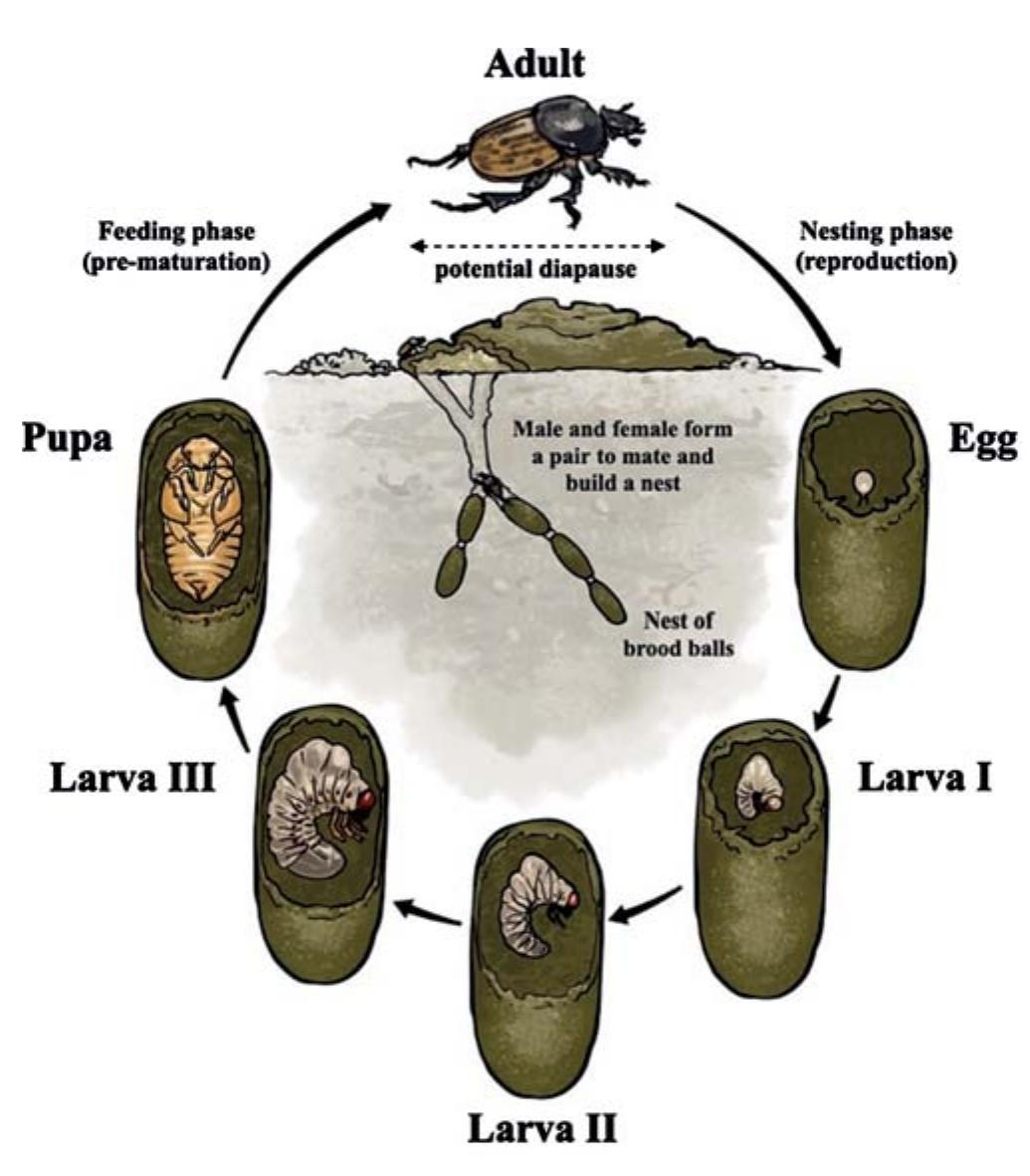 Fig. 1. General life cycle of a paracoprid species (Scarabaeinae: Onthophagnini: Onthophagus vacca L., 1767) with the sequence between the different stages from egg to larvae, pupa, and adult.  The maximum number of eggs produced by a varies between species. Generally, the larger beet  female es pro-  duce fewer eggs during their life cycle despite living longer (Bornemissza 1976). For example, some Copris species live  up to three years and lay up to 50-80 eggs (Bang et a Conversely, smaller species such as D. gazella can from 90 to 200 eggs within their 3—4-month lifespan  . 2003). produce (Blume  & Aga 1975; Bornemissza 1976). The reproductive s  rategies  found among dung beetles range from relatively r-selected 