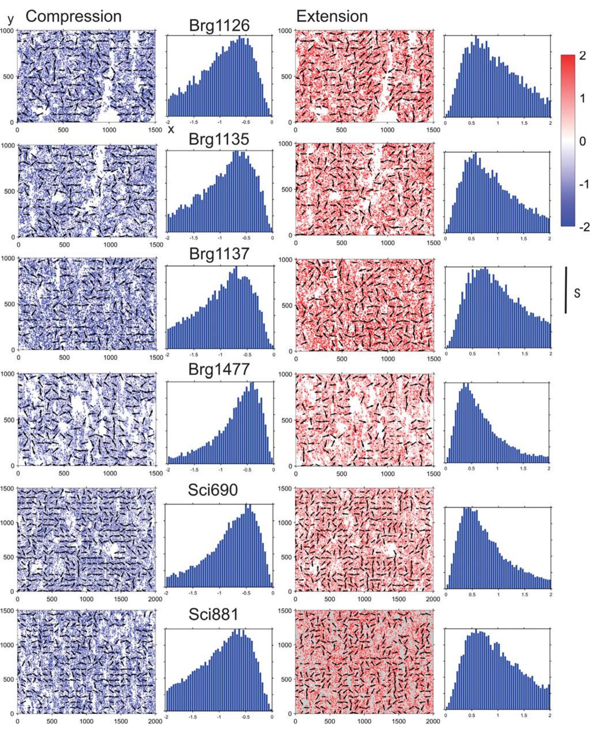 Maps of compressive (blue) and extensional (red) principal