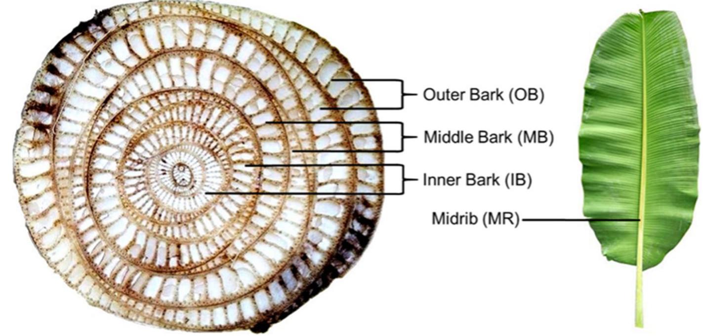 Cross section of pseudo stem of banana tree (left) and