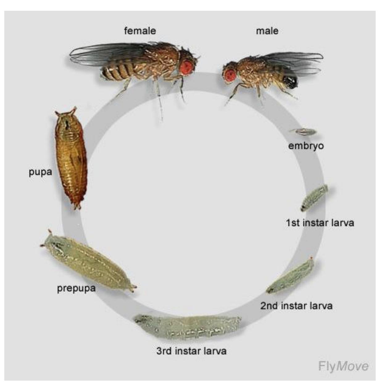 (PDF) Development of the Fruit Fly