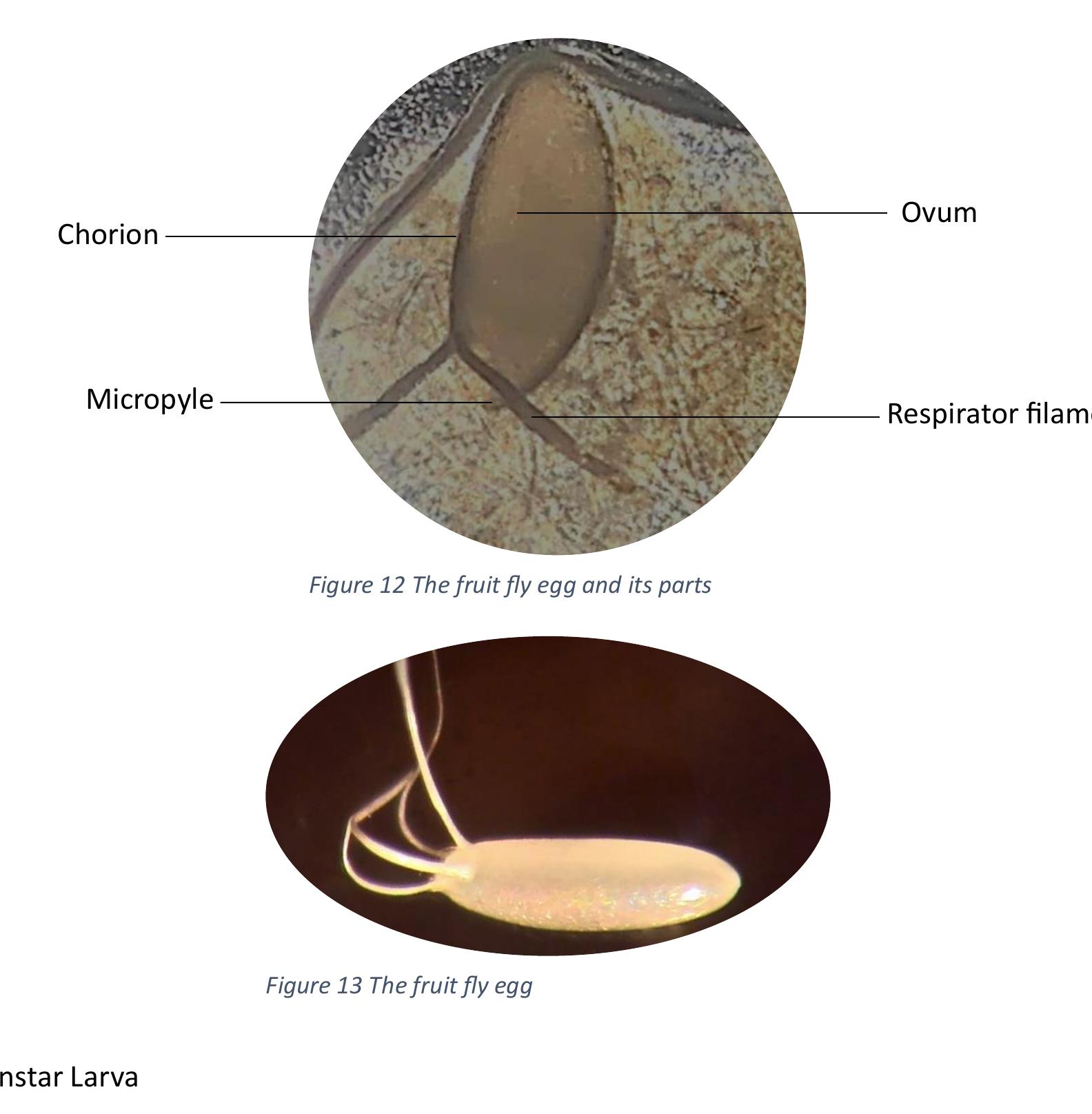 Figure 12 - from Development of the Fruit Fly