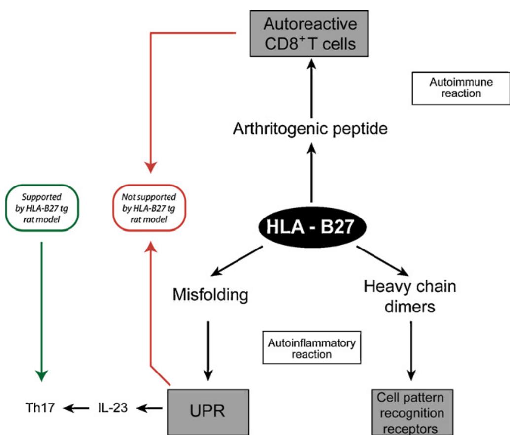 (PDF) Insights into the pathophysiology of ankylosing spondylitis ...