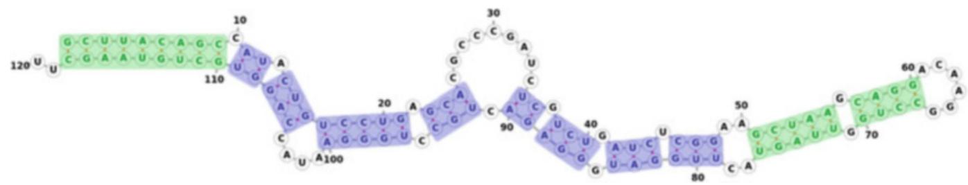 A secondary structure, drawn by forna [13], from the