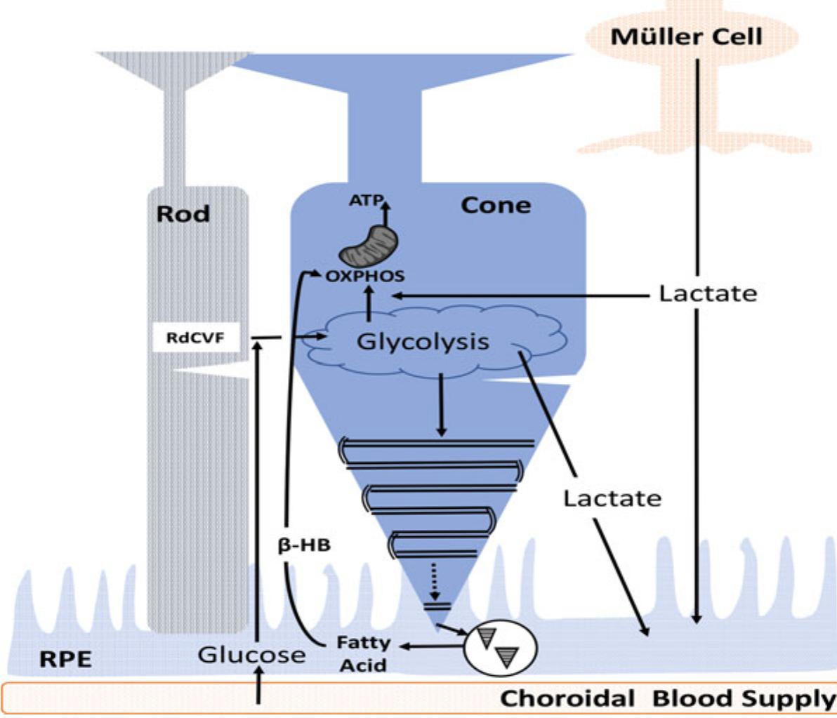 Schematic of metabolic pathways and substrate sources in the
