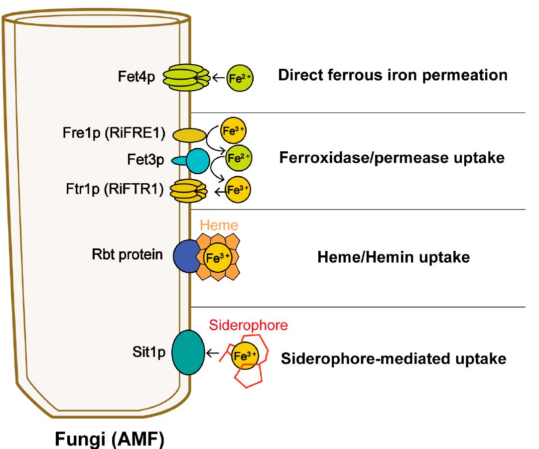 (PDF) Exploring the Roles of Arbuscular Mycorrhizal Fungi in Plant–Iron ...