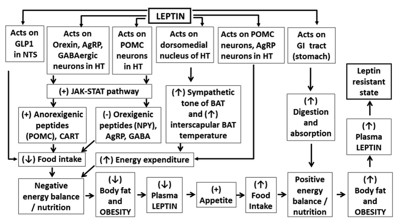 (PDF) Leptin and obesity