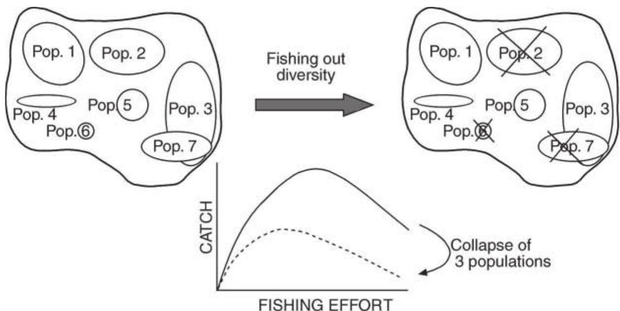 (PDF) Sustainable exploitation of small pelagic fish stocks challenged ...