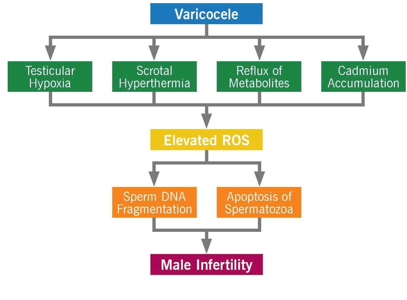 (PDF) Etiologies of sperm DNA damage and its impact on male infertility