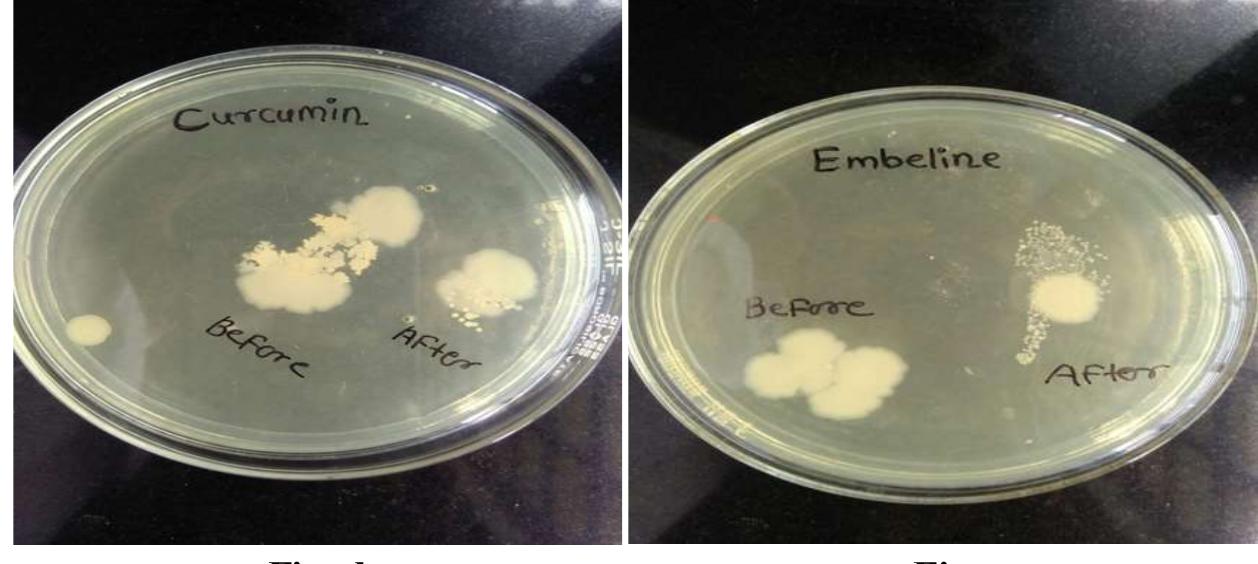 The antibacterial activity of selected formulation was studied by thumb impression method. The result  indicates that both embeline and curcumin soaps show significant decrease in microbial count after washing hands with individual soap.  Fig. d: Thumb impression before and after washing hands with curcumin Fig. e: Thumb impression before and after washing hands with Embeline 