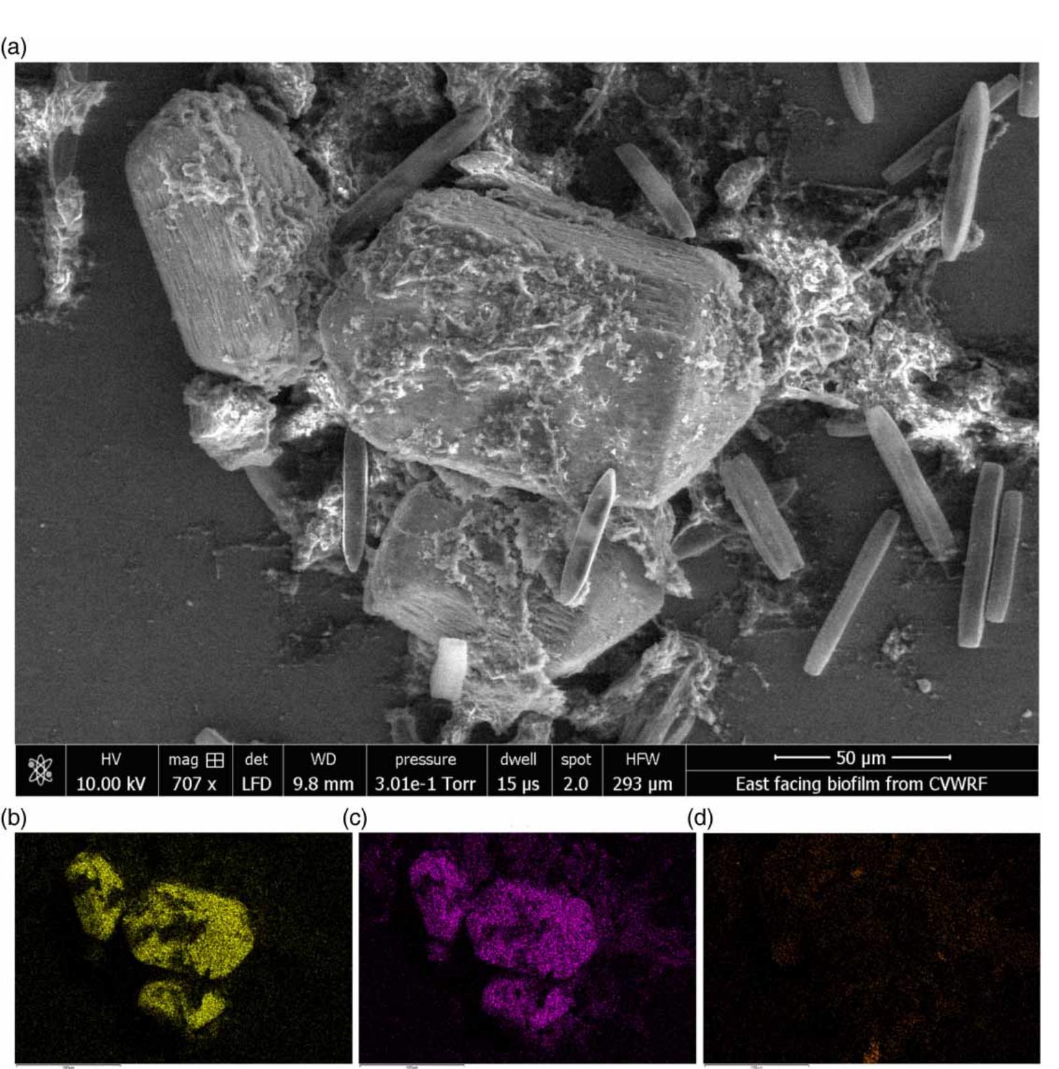 (PDF) Struvite formation associated with the microalgae biofilm matrix ...