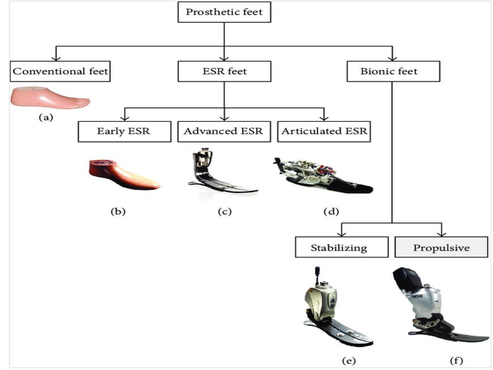 (PDF) DEVELOPMENT OF A PROSTHETIC FOOT FOR USE BY LOWER LIMB AMPUTEES ...