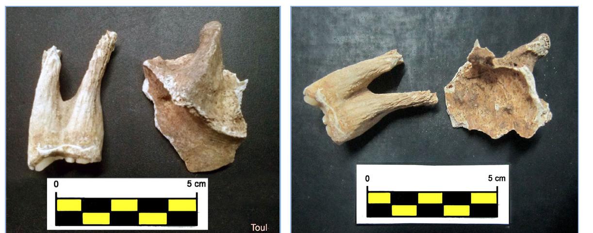 Fig.6: Horse tooth and bone for analysis from Toul- Gilan 