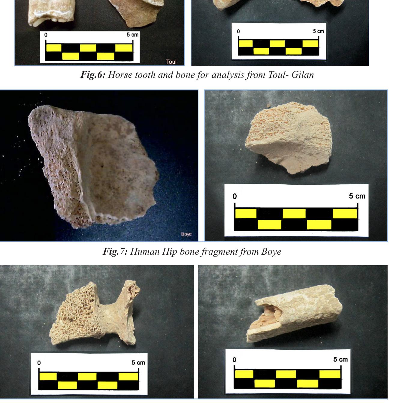 Fig. 8: Human vertebra and long bone fragment from Khosro Khani 