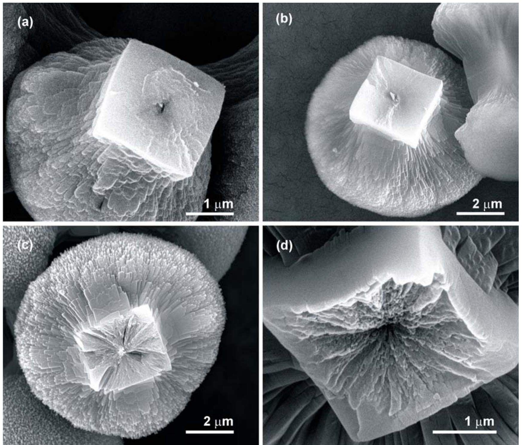 3.42. sem images of cross-section of the cod dumbbells grown