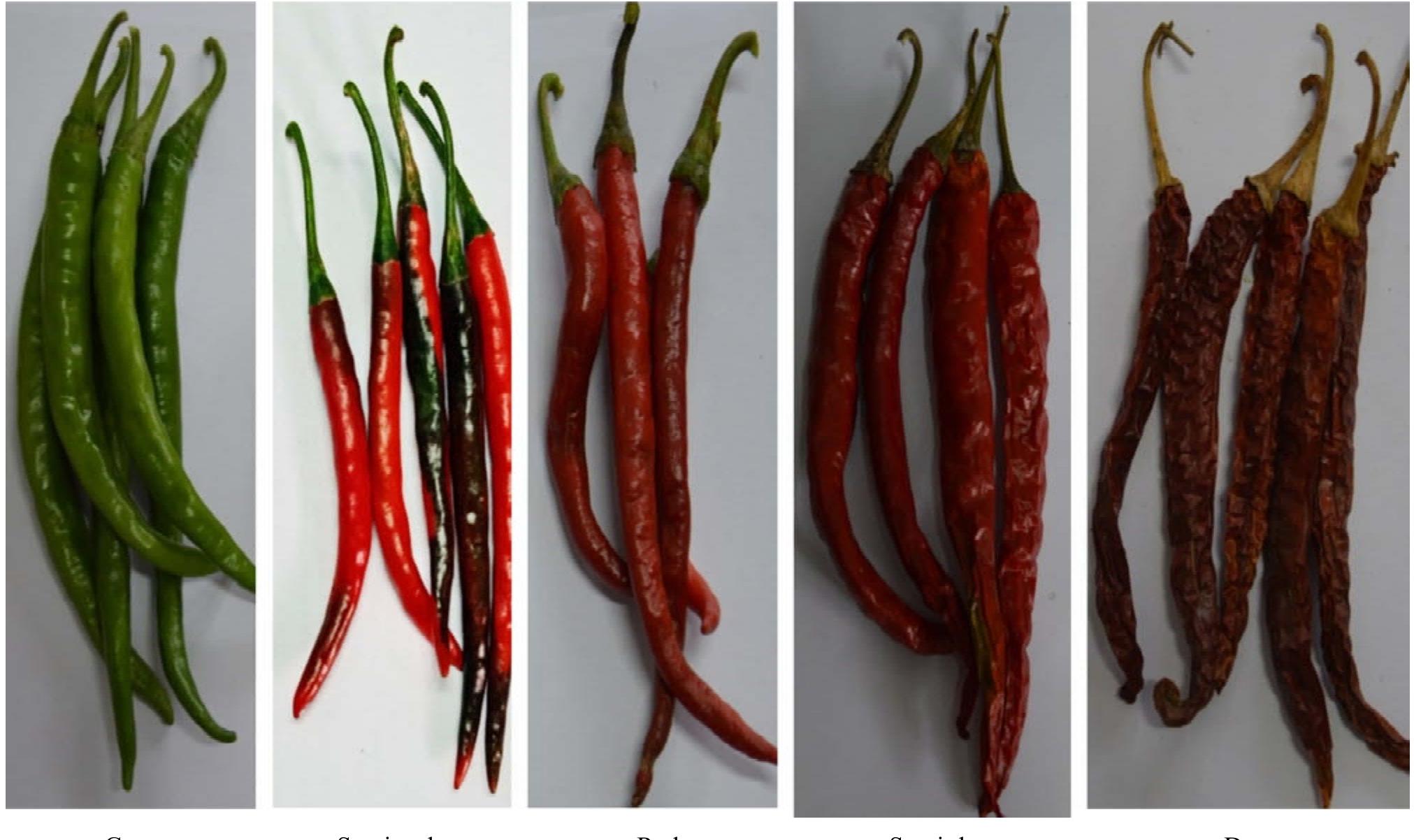 (PDF) Physio-morphological and Mechanical propertiesof chillies for ...