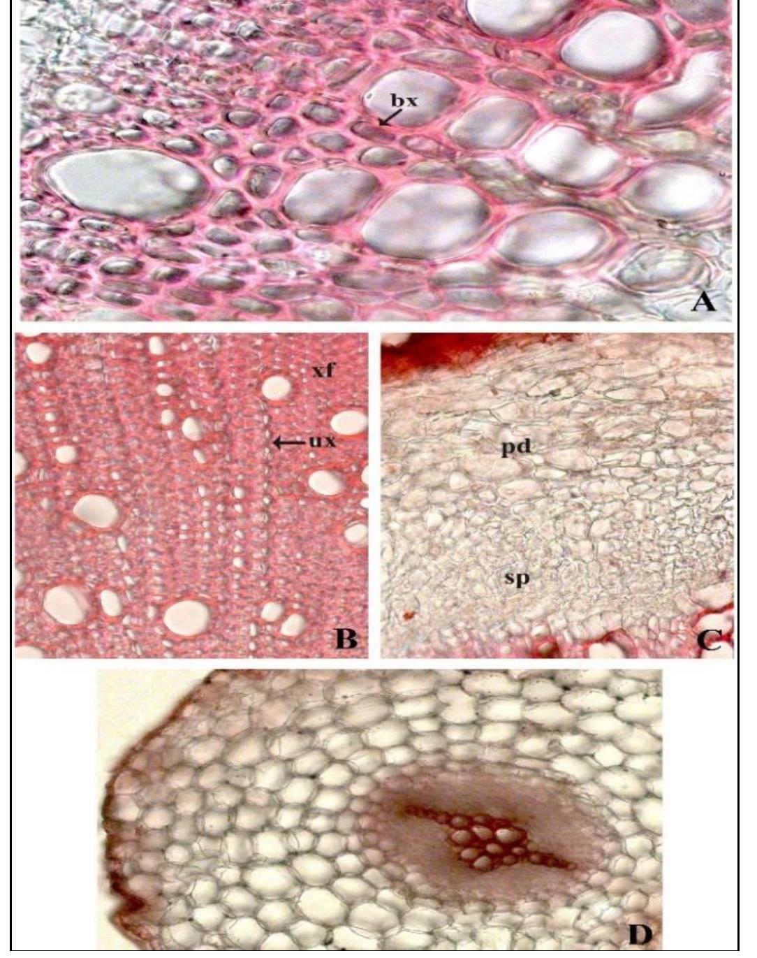 (PDF) Distinguishing Micro-characters of Medicinal Plant: Euphorbia ...
