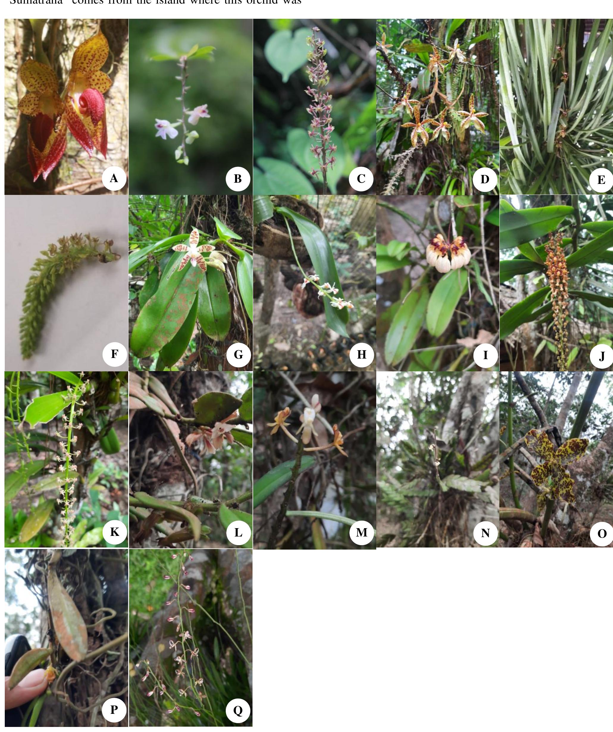 (PDF) Diversity and morphological relationship of orchid species ...