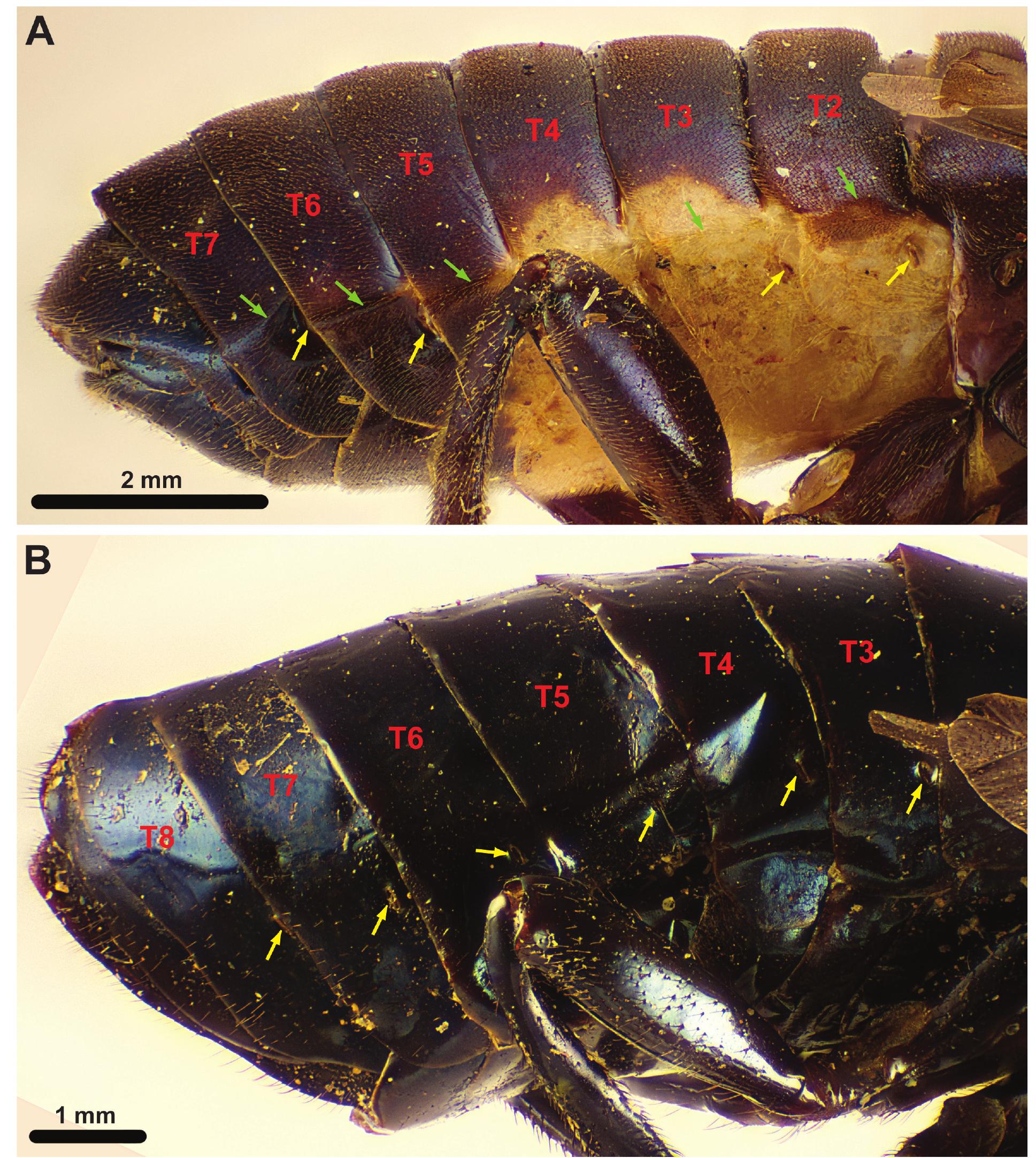 Terga Insects (PDF) Giant sawflies and their kin: morphological phylogeny of ...