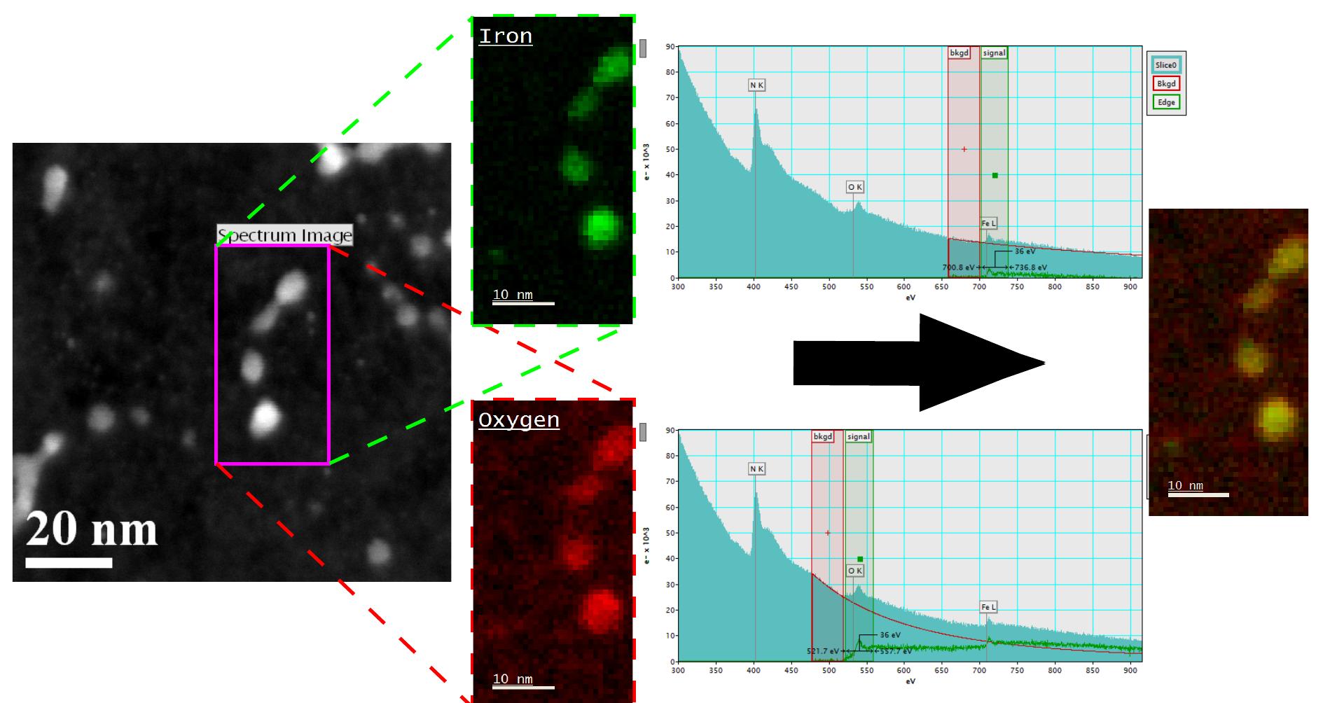 Figure SI2 TEM micrograph of iron oxide nanoparticles with Fe and O elemental maps determined by energy selective filtering of the energy loss spectrum (EELS). Overlays of image, Fe and O maps show excellent correspondence. The loss spectra contain no features other that Fe and O fron the particles, and N from the support grid. The lack of C and Cl signals suggest complete removal of the polymeric micelles and complete conversior  of the FeClg  S13. Characterization of iron oxide nanoparticles 