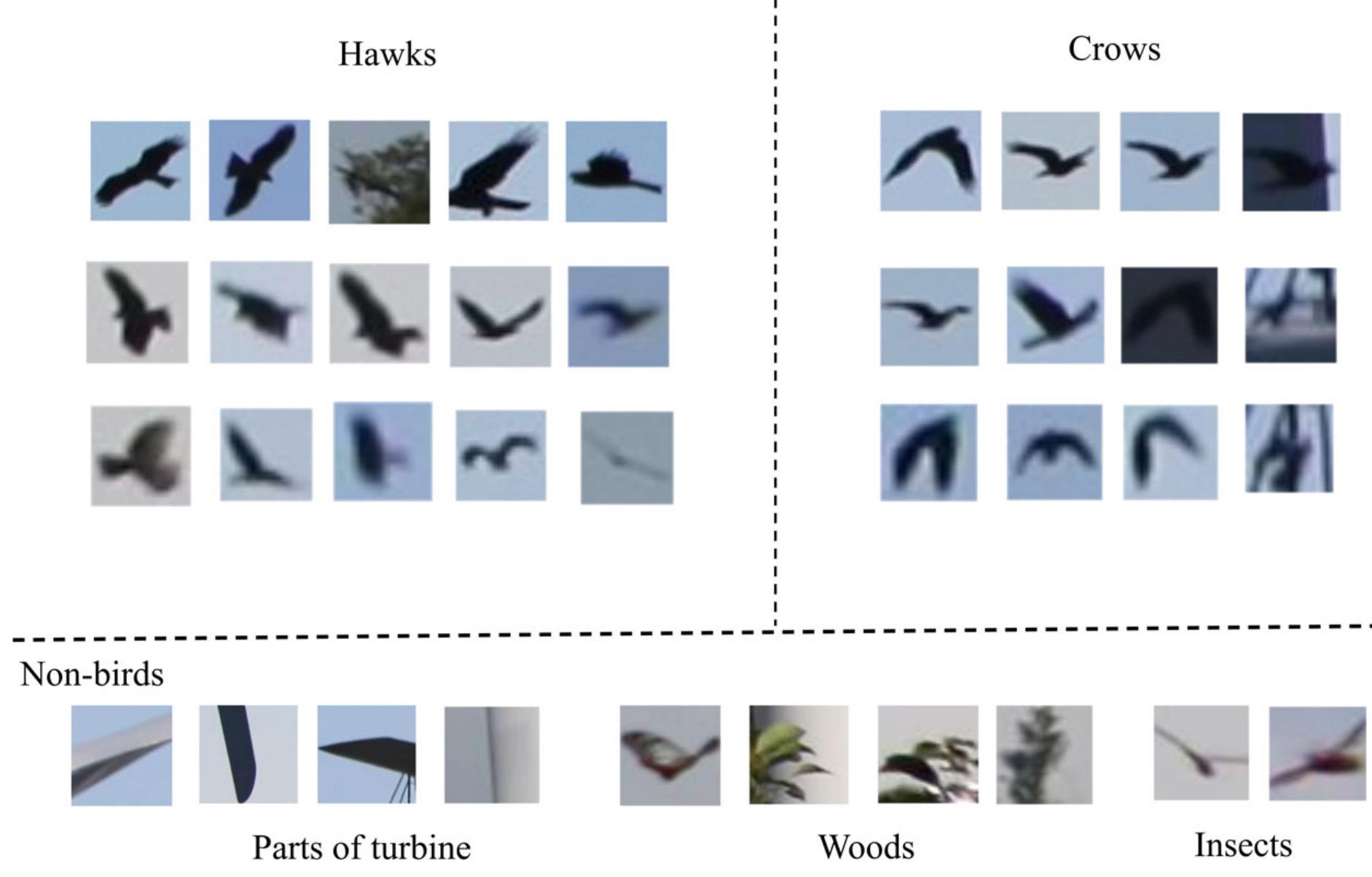 (PDF) Bird detection and species classification with time-lapse images ...