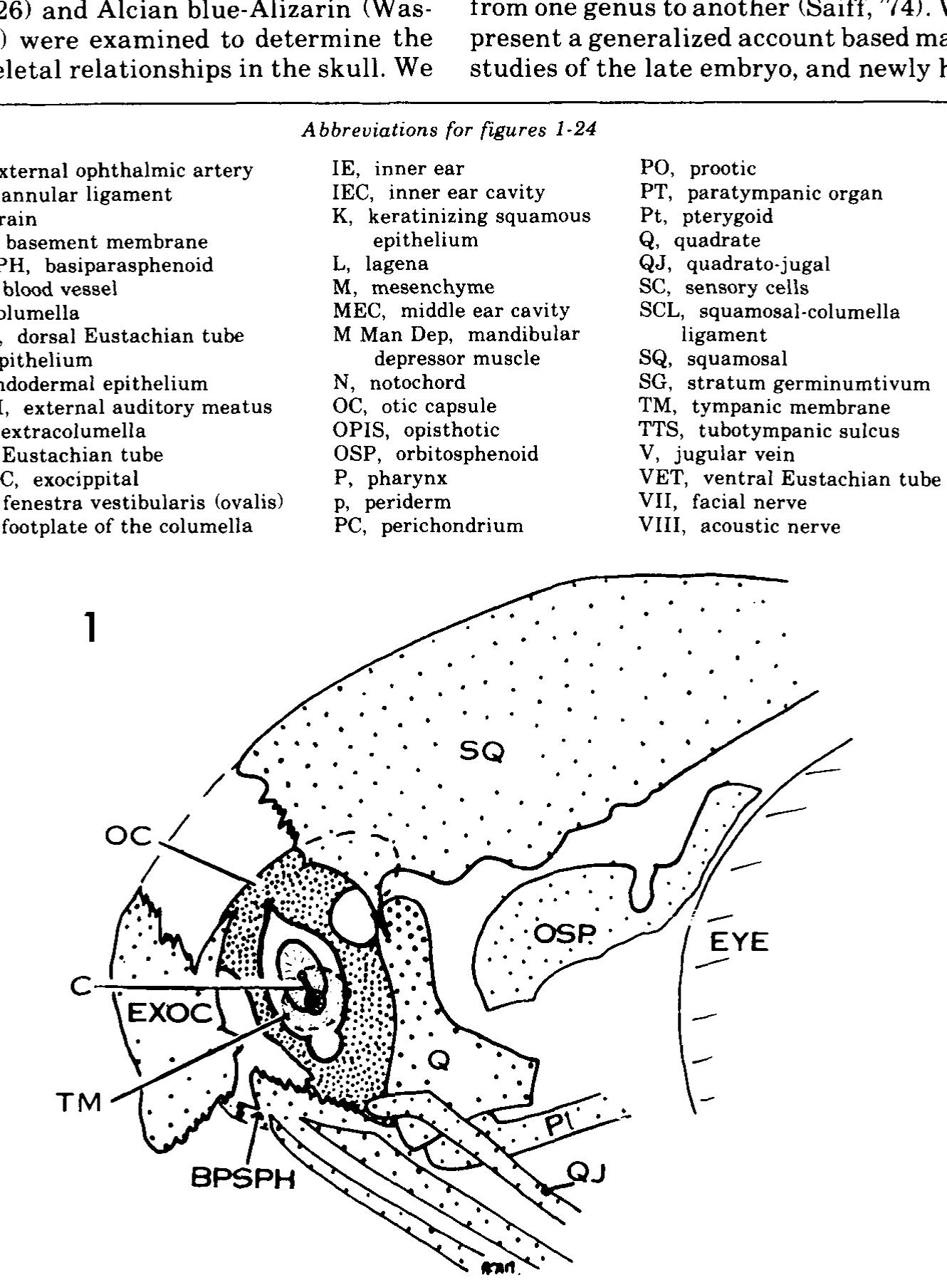 (PDF) A histological study of the development of the avian middle ear ...