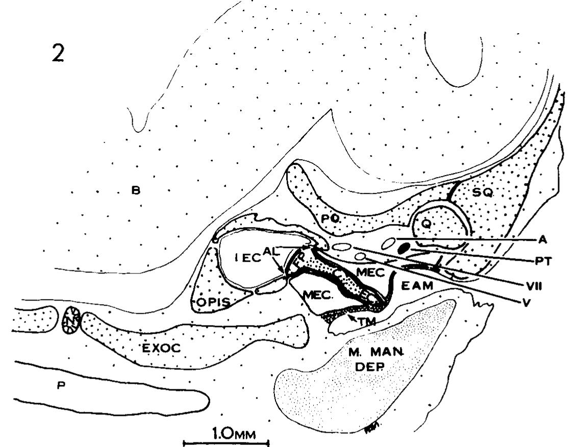 (PDF) A histological study of the development of the avian middle ear ...