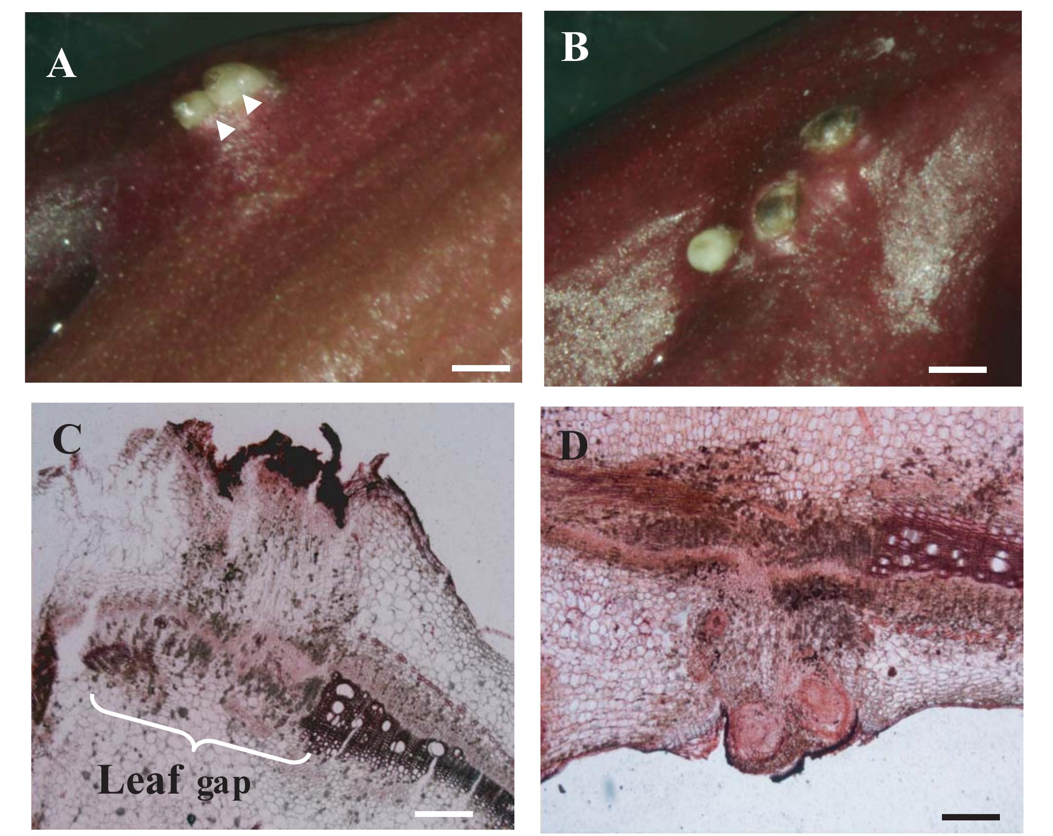 Preformed Roots Figure 4 - from The origin and structure of adventitious