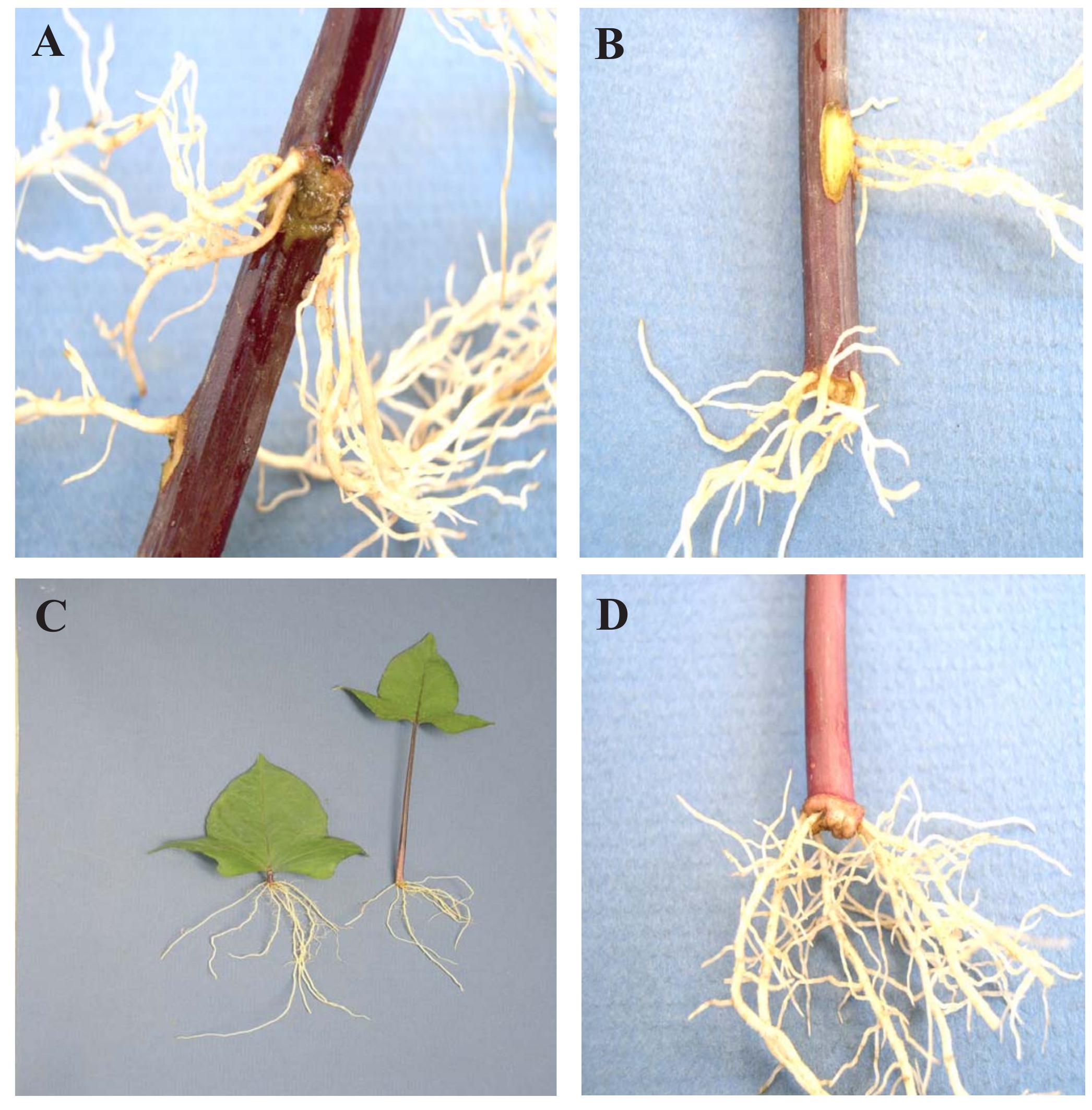 Preformed Roots Figure 4 - from The origin and structure of adventitious