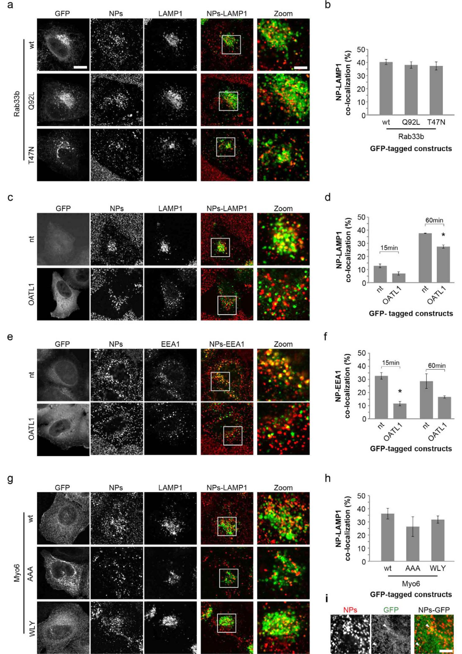 (PDF) A systematic High-Content Screening microscopy approach reveals ...