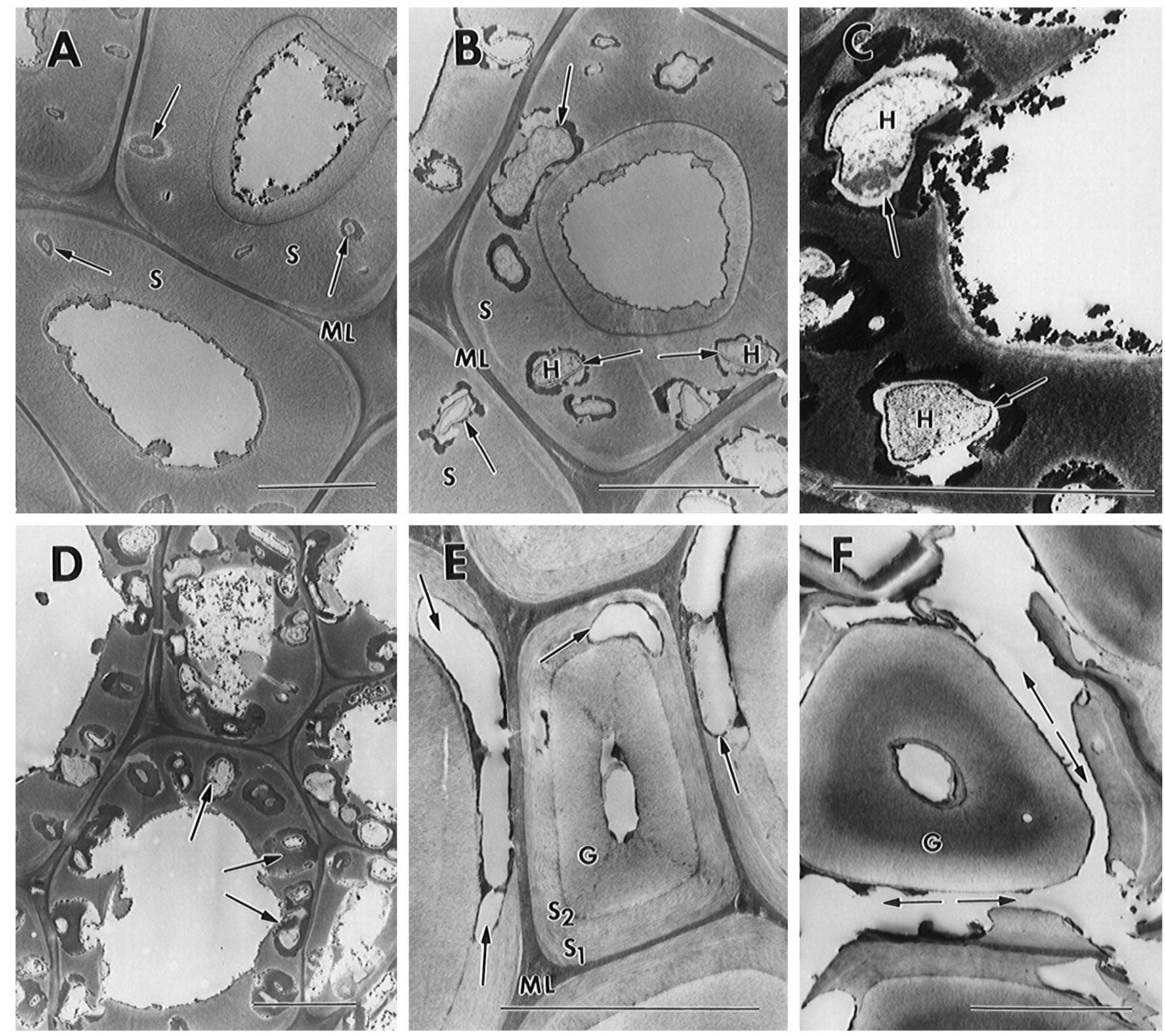 (PDF) A review of microbial deterioration found in archaeological wood ...