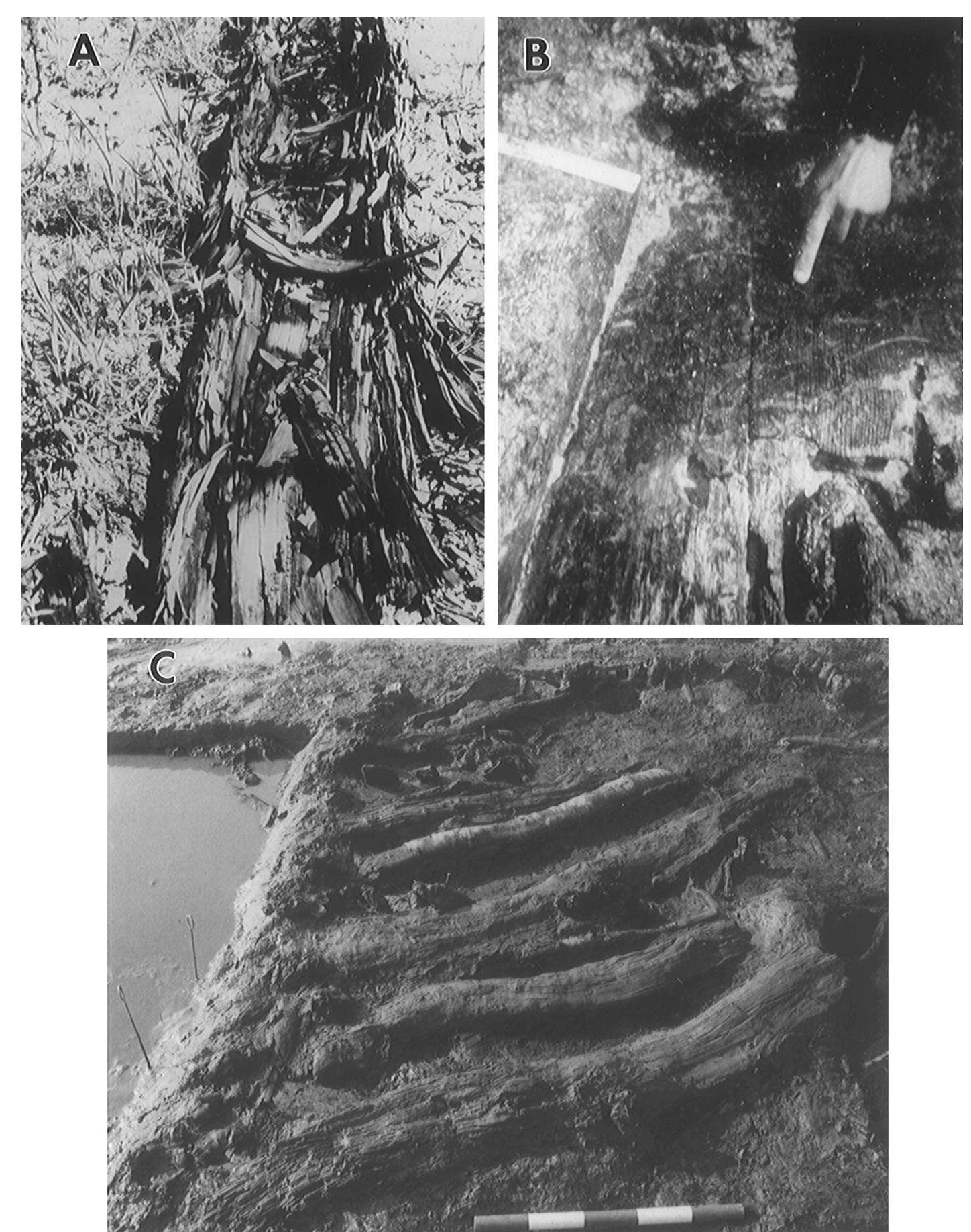 (PDF) A review of microbial deterioration found in archaeological wood ...