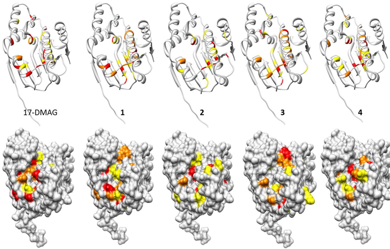 Classification of hsp90n structures based on leu-107. (a)