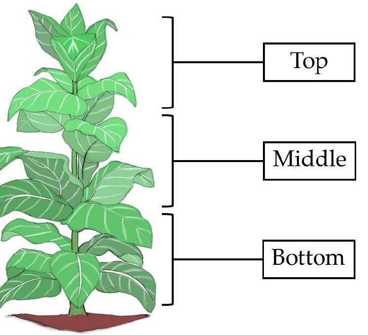 short term effect of tobacco The Short and Long Term Effects of Smoking on Your Body short term effect of tobacco The Short and Long Term Effects of Smoking on Your Body