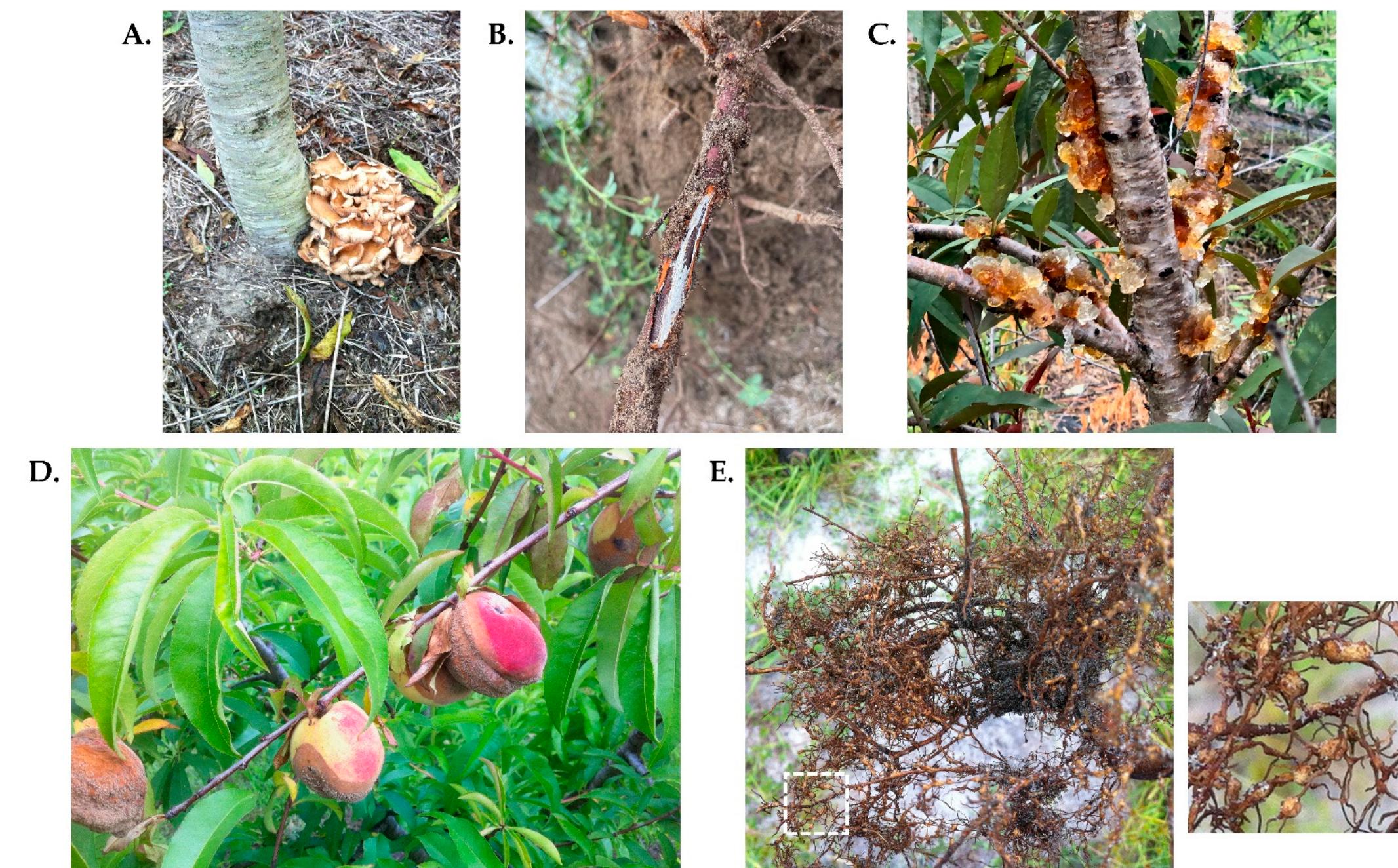 (PDF) Rootstocks for Commercial Peach Production in the Southeastern ...
