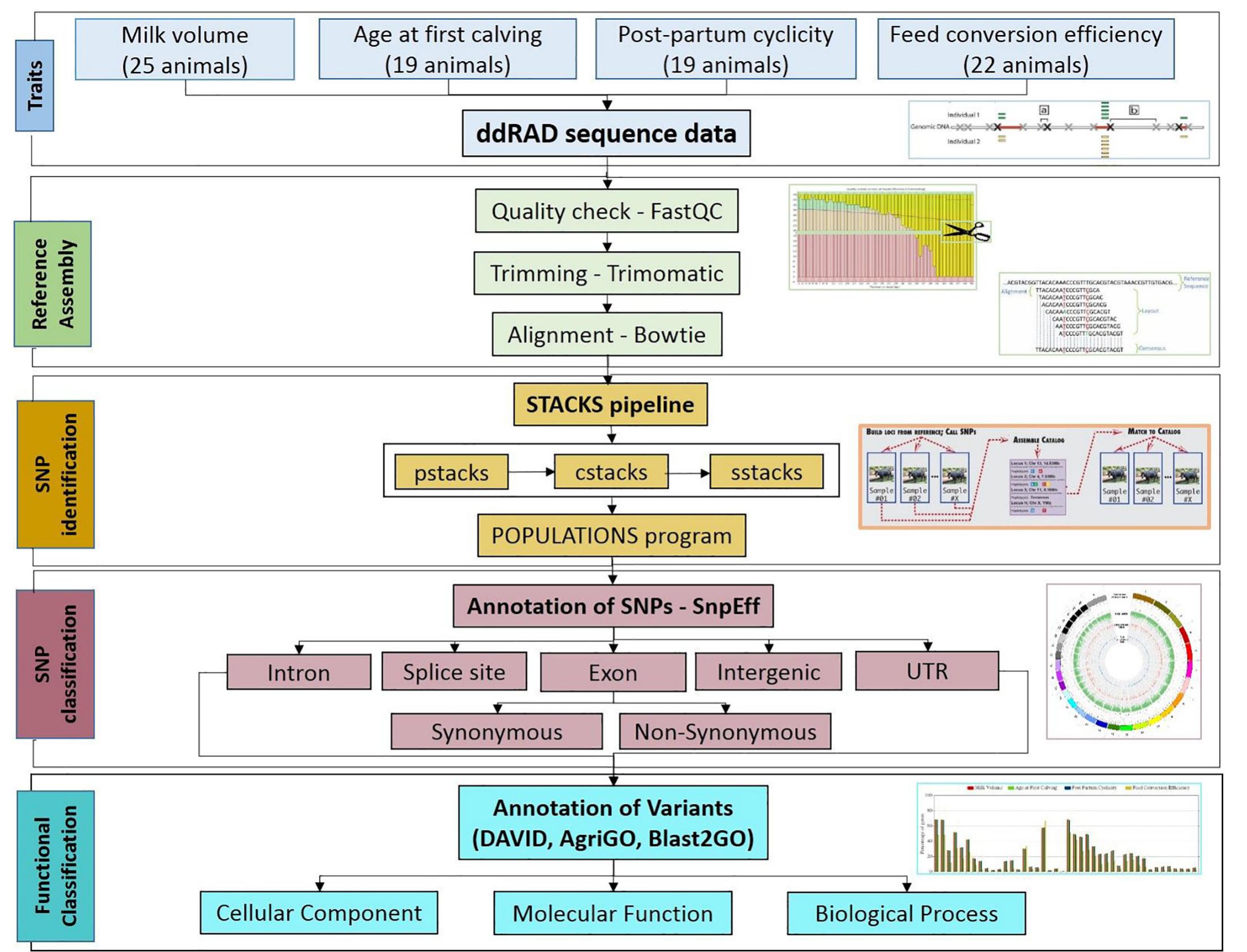 Schematic diagram of workflow.