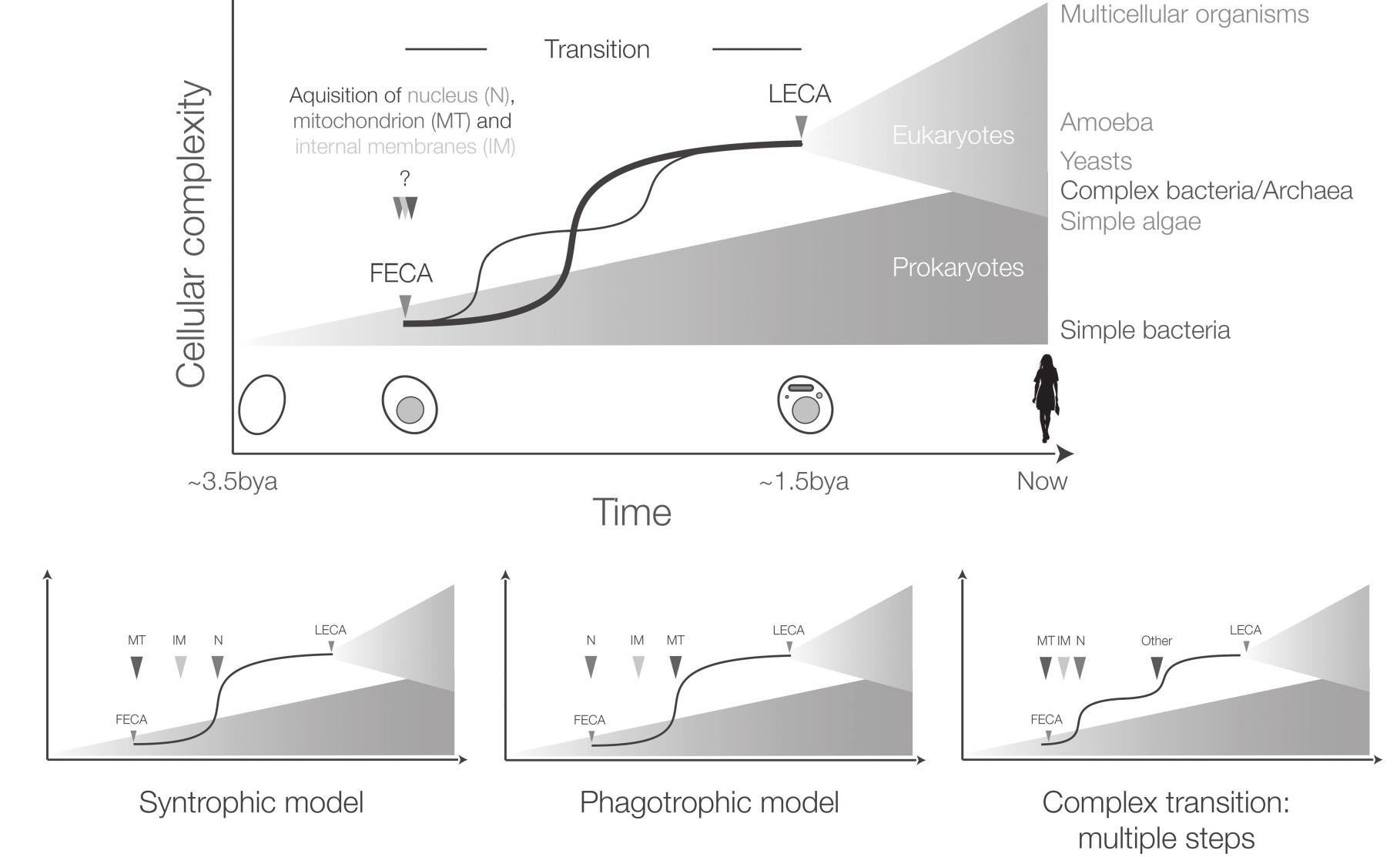 Leca Early Resolution Example (PDF) Molecular paleontology and complexity in the last eukaryotic ...