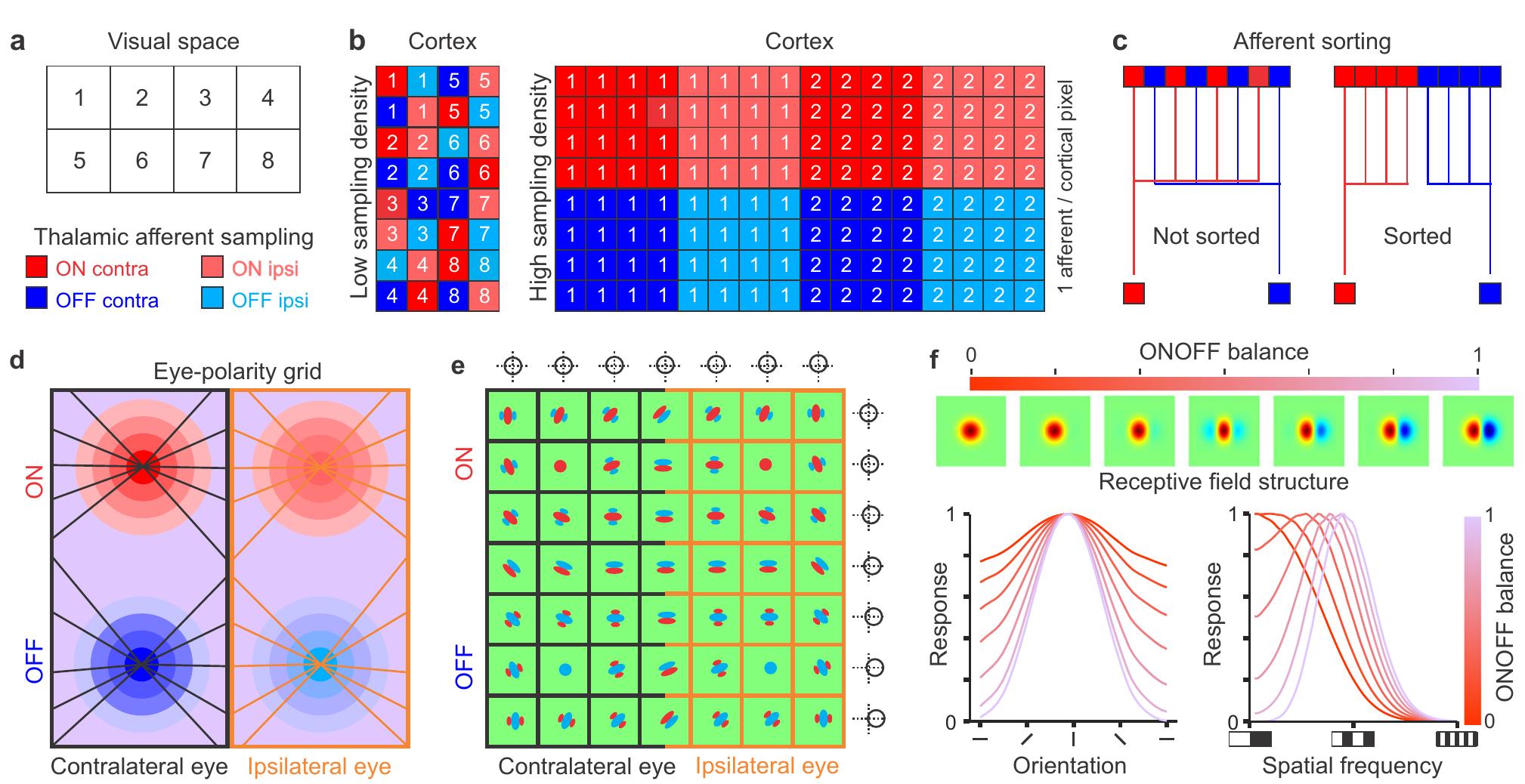 Figure 1 - from A theory of cortical map formation in the