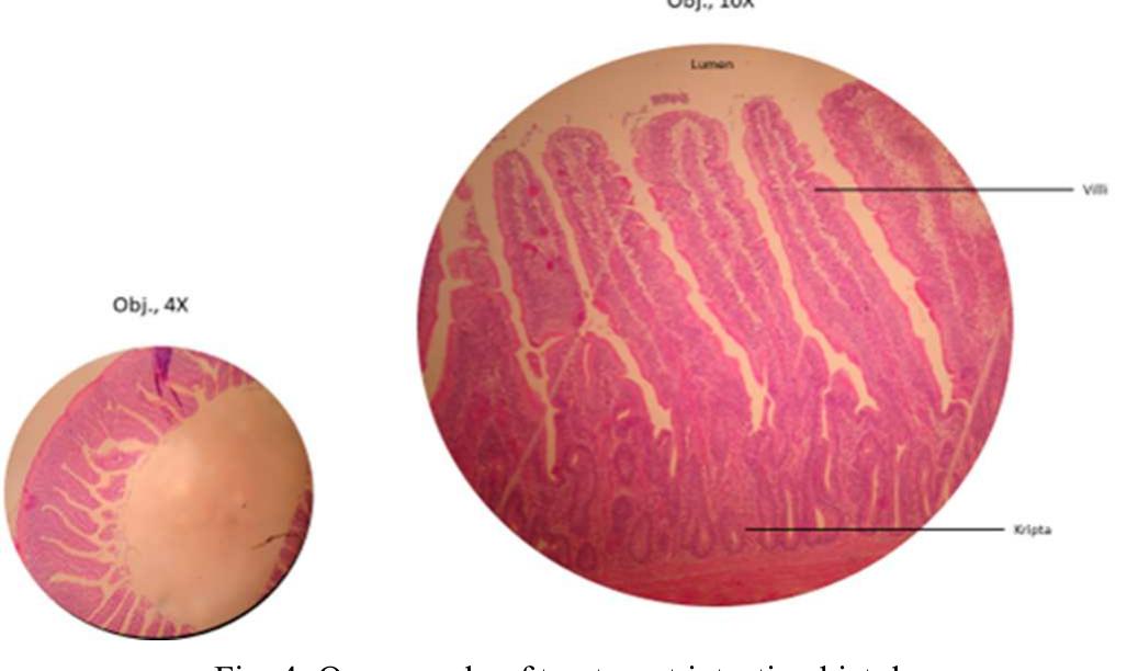 Sentu D Shows that the crypt depth of the small intestine o sentu