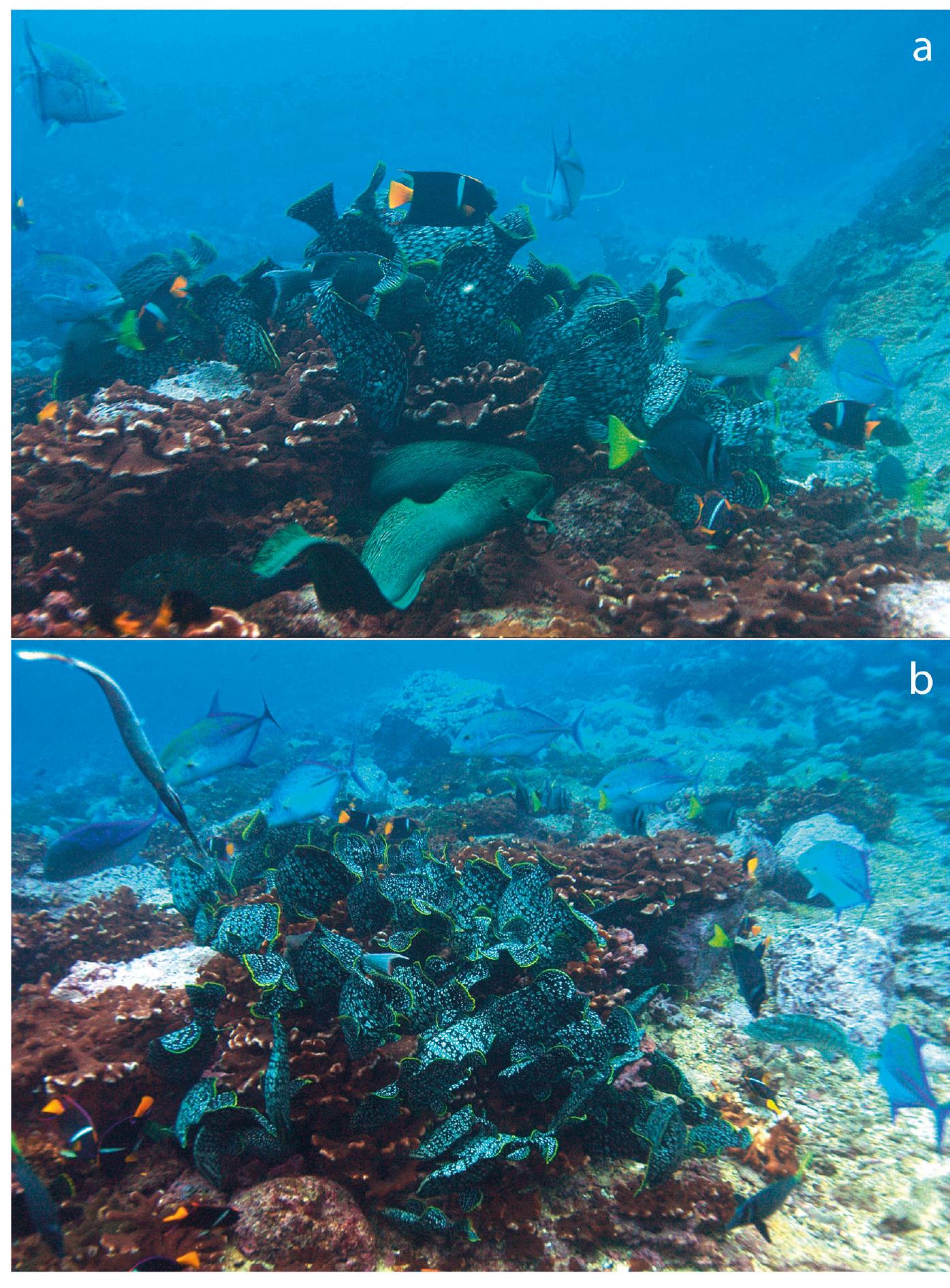 Figure 2. Feeding frenzy within a foraging association at Malpelo Island at 8 m depth, with two Gymnothorax dovii individuals in foreground (a) a large aggregation of Dermatolepis dermatolepis poking into coral crevices (b), and several Caranx melampygus individuals rounding the grouped fishes. 