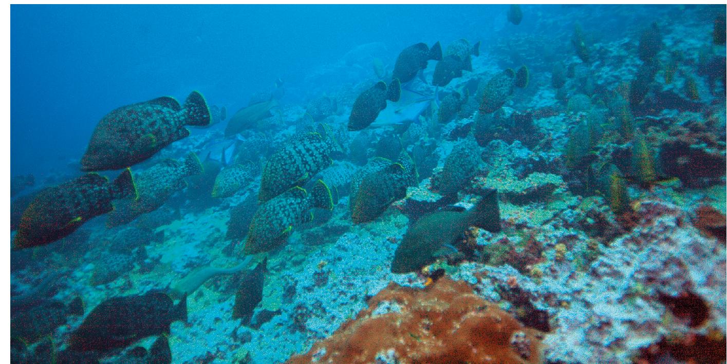 Figure 3. A large aggregation of nuclear-follower species moving close to coral reefs at 10 m depth at Malpelo Island in search of new hunting sites.  Hypotheses about the benefits and costs of the nuclear-follower feeding ssociations vary. A general view is that the follower species benefit by enhancing rey detection and by gaining easier access to prey types that would otherwise be navailable (Spotte, 1996; Lukoschek and McCormick, 2000; Sazima et al., 2007). \dditionally, fishes involved in the association benefit from increased protection gainst predators (Roberts, 1996). From these two viewpoints, the nuclear-follower ssociation could be described as an instance of commensalism, since the follower pecies benefits from the association while the nuclear species is not affected Aronson and Sanderson, 1987; Lukoschek and McCormick, 2000. However, in ome instances the nuclear species may be at a disadvantage due to competition or food, in which case the interaction could be described as a form of “parasitism” Lukoschek and McCormick, 2000). The hypotheses are not mutually exclusive nd, thus, more than one explanation applies to account for the benefits and/or isadvantages of different types of multispecies foraging associations (Krebs, 1973).  At Malpelo Island the great number of follower species (groupers, jacks, ogfish) and their surrounding the reef under inspection by the moray seem to benefit 