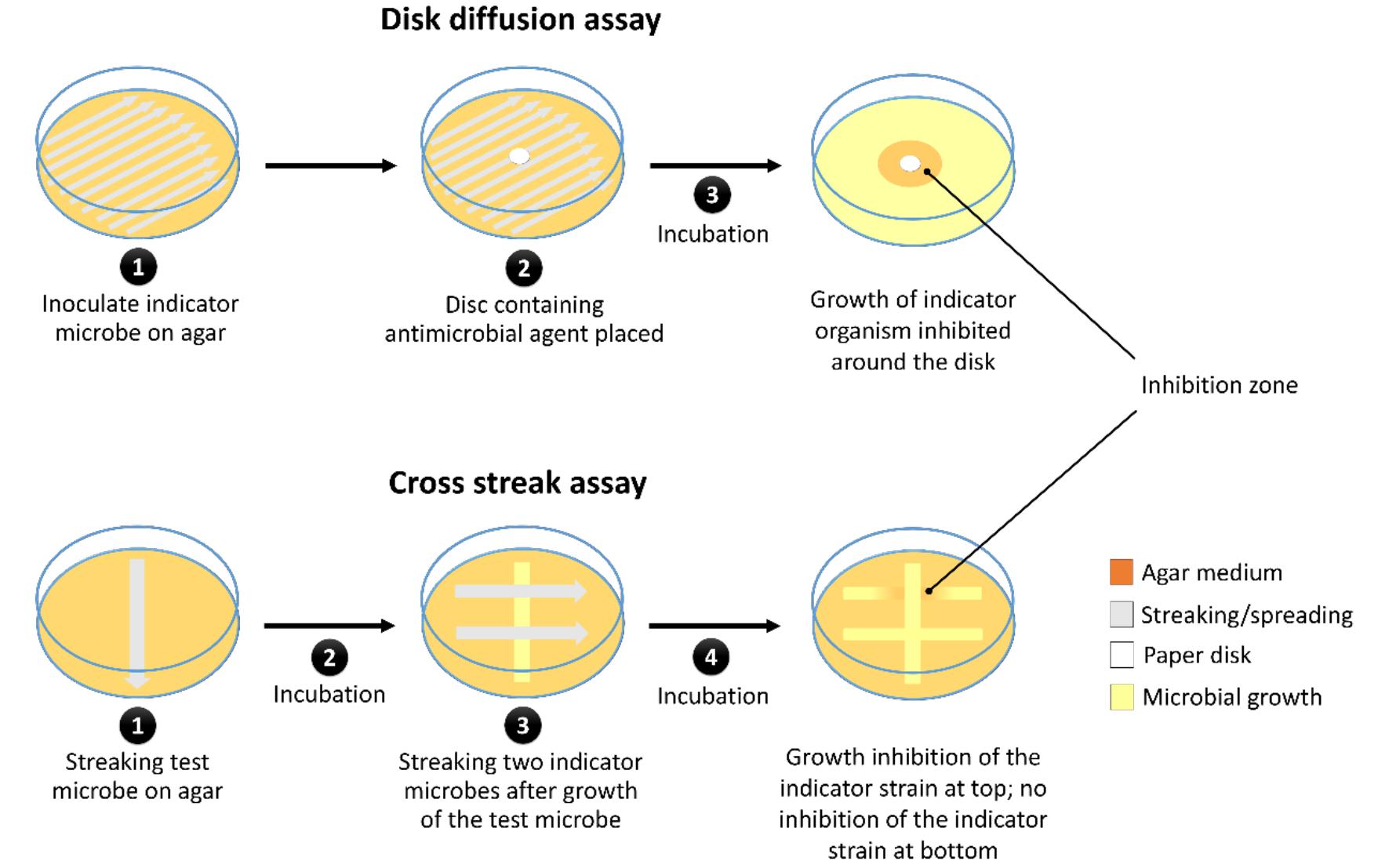 (PDF) Methods for screening and evaluation of antimicrobial activity: a ...