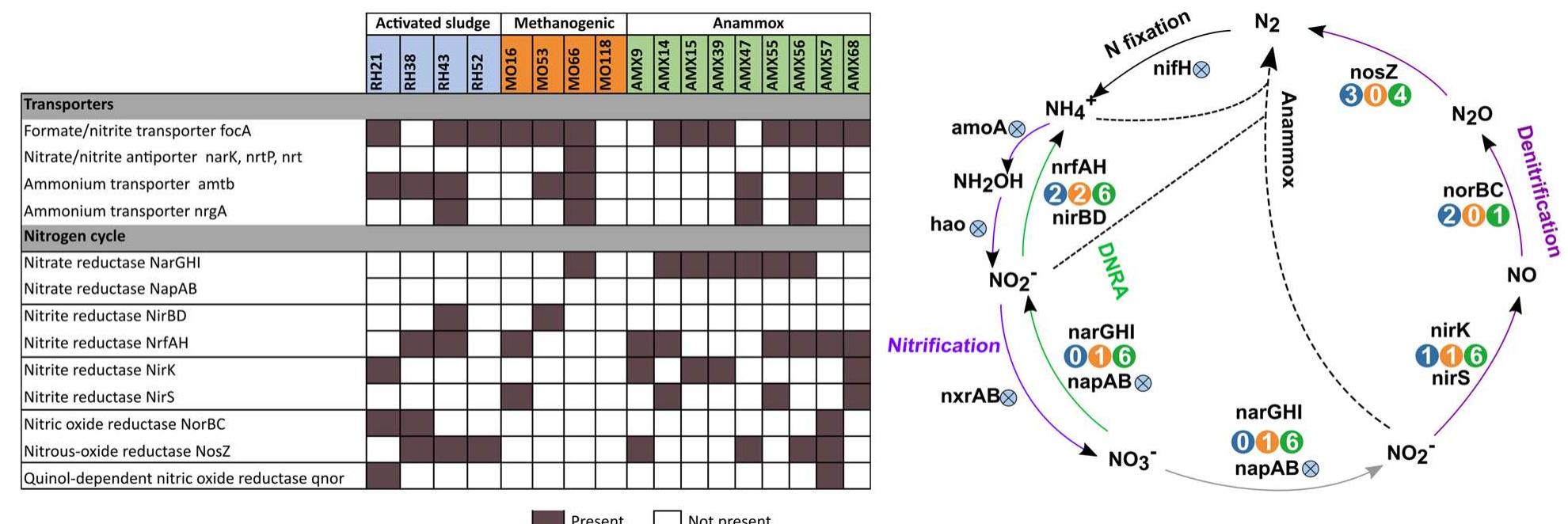 Heatmap showing the nitrogen cycle annotated genes in the 17