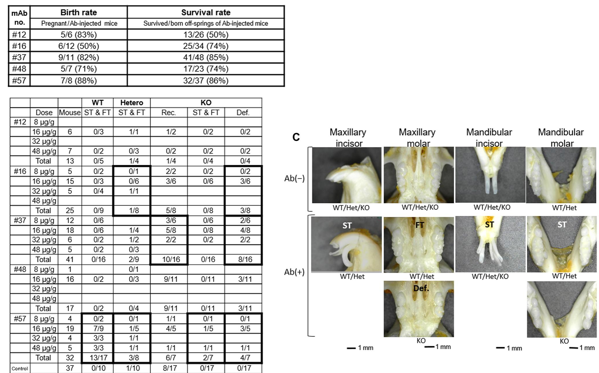 Recovery of tooth defects in eda7 mutant mice and whole