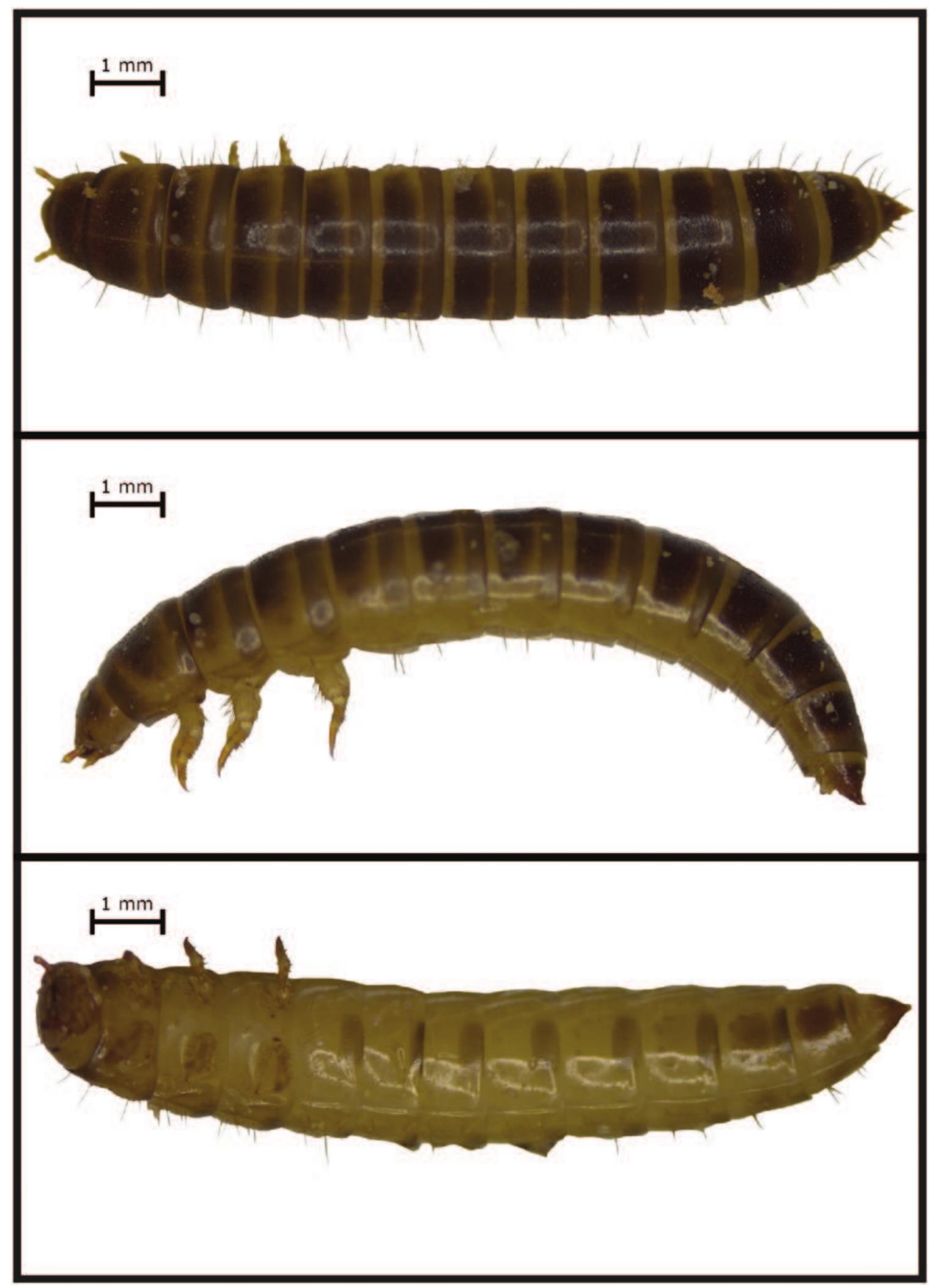 (PDF) Biology and Management of Lesser Mealworm Alphitobius diaperinus ...