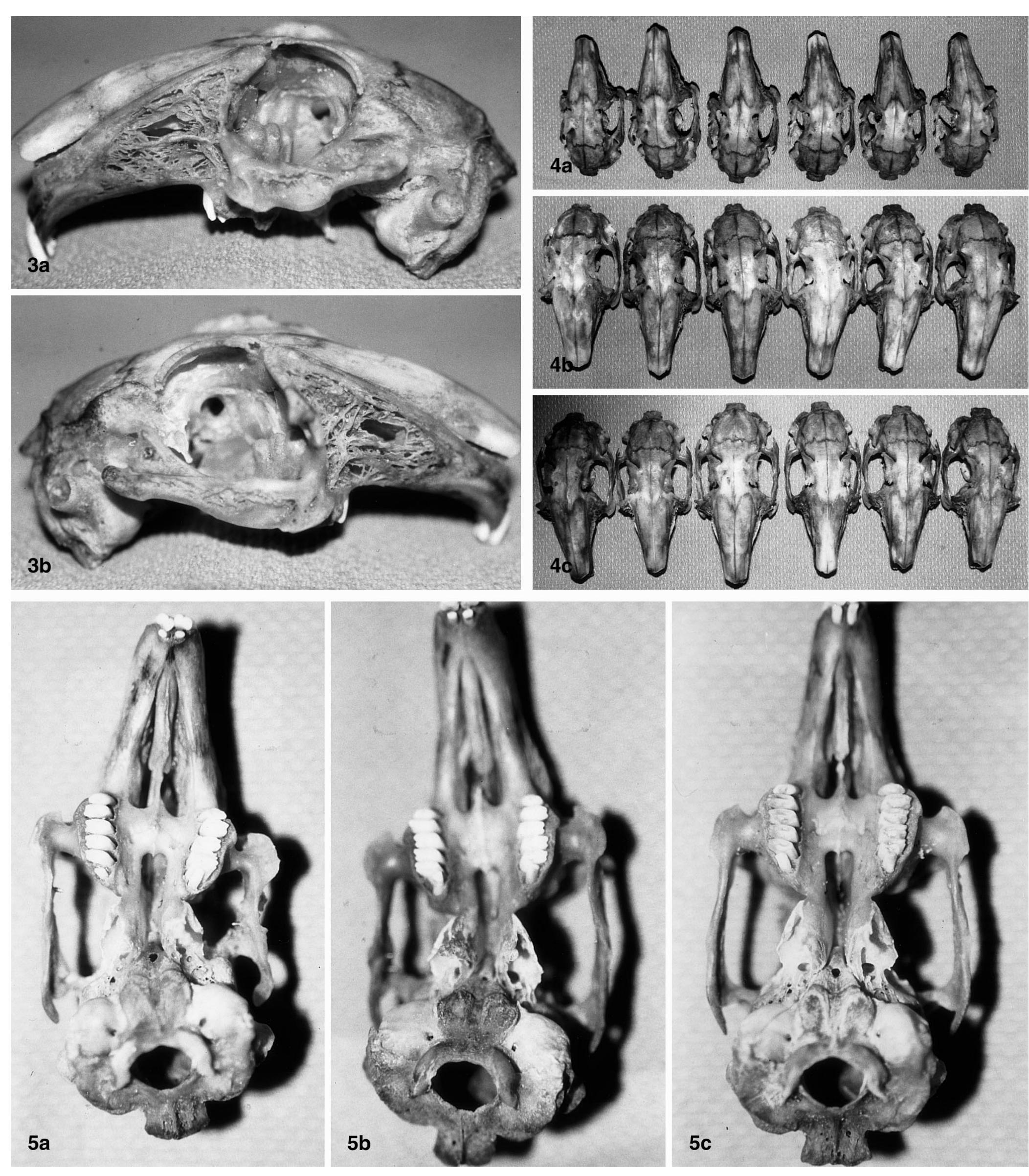 (PDF) Effect of rigid fixation of the temporozygomatic suture on ...