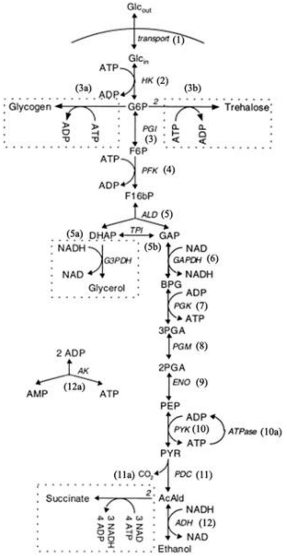 Schematic of the model yeast glycolytic pathway of teusink