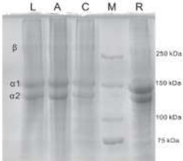 (PDF) Extraction Optimization and Characterization of Collagen from ...