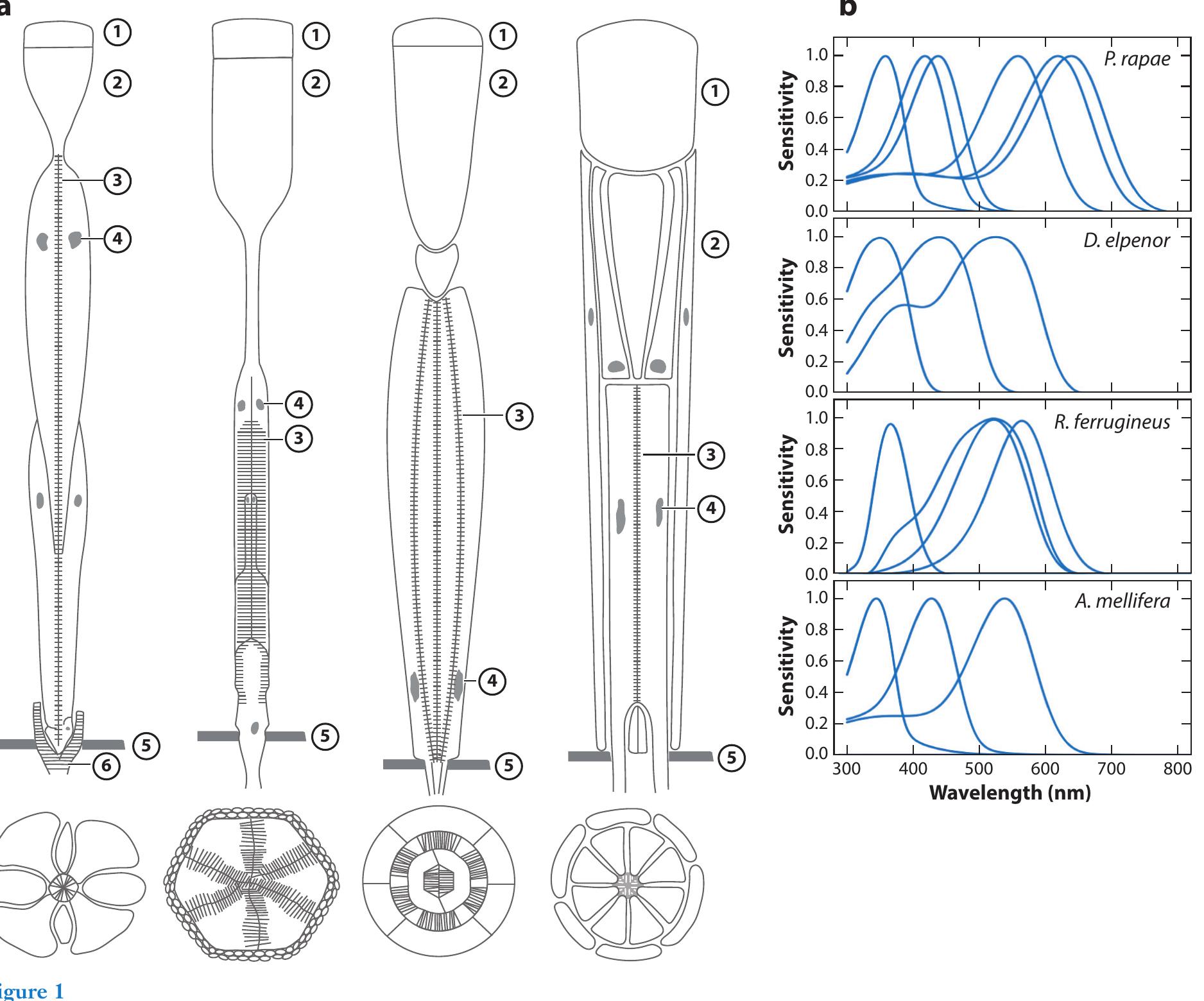 (PDF) Evolution of Insect Color Vision: From Spectral Sensitivity to ...