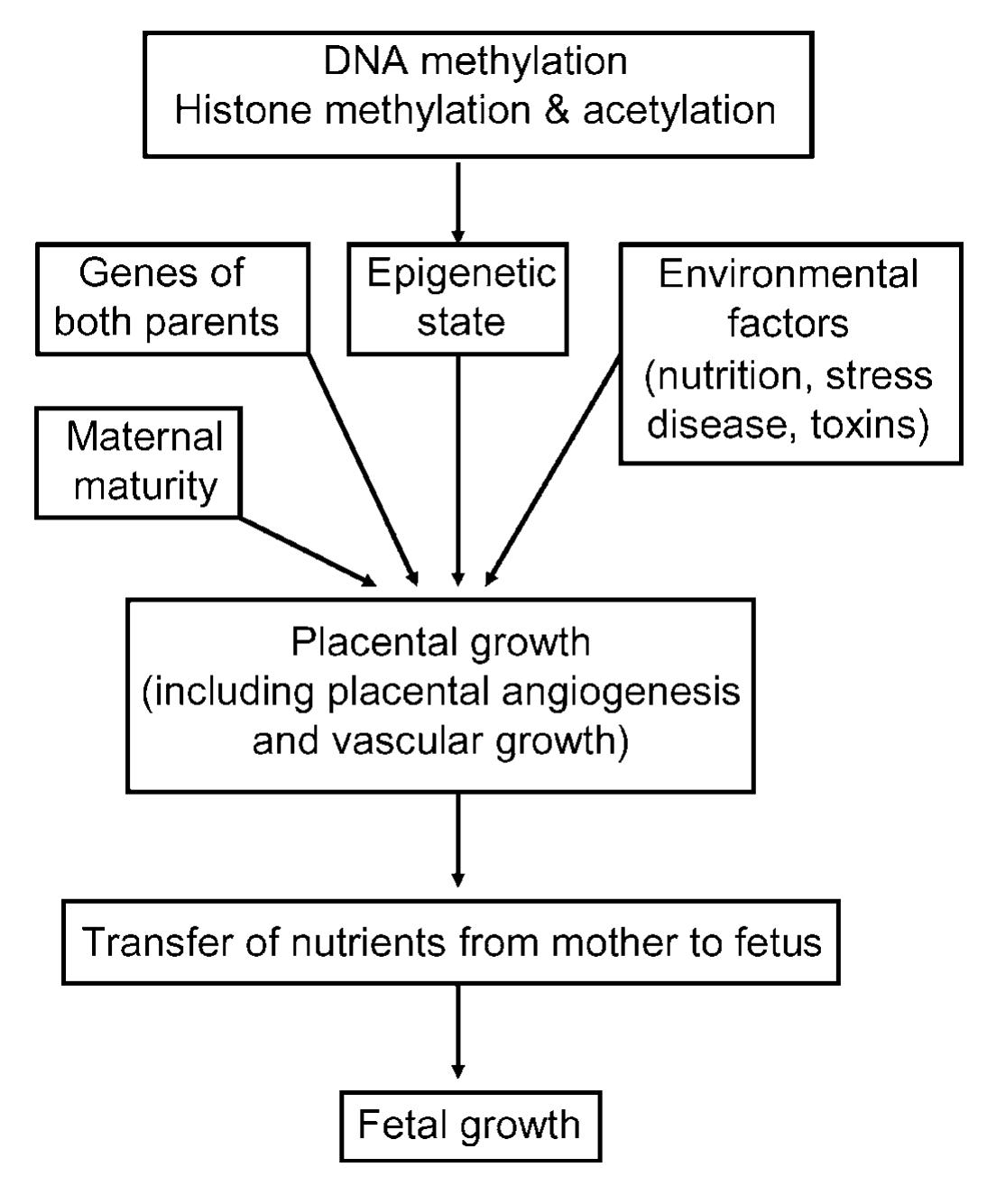 Regulation of mammalian fetal growth. intra- uterine growth